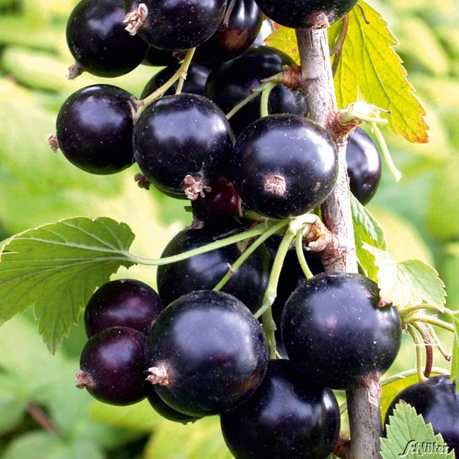 Schwarze Johannisbeere 'Big Ben' Lieferform: Im 3 Liter Topf