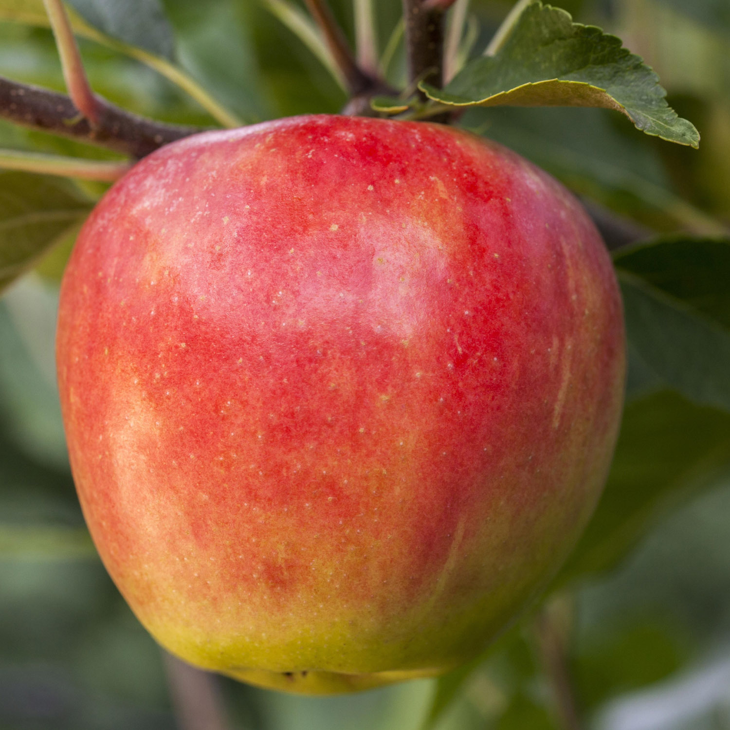 Apfel 'Elstar®'