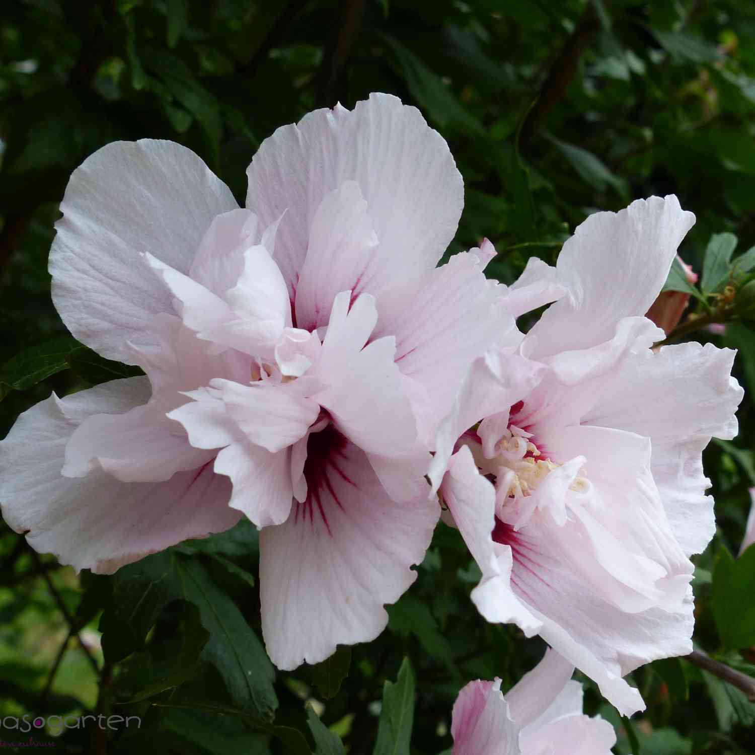 Garteneibisch / Hibiskus 'China Chiffon®'