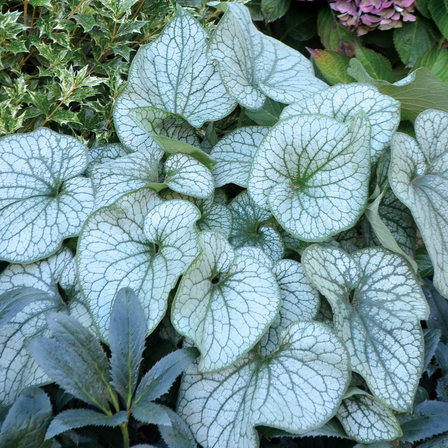 Kategorie <b>Produkt ohne Kategoriezuordnung </b> - Kaukasus-Vergissmeinnicht 'Alexander's Great' Lieferform: Im 9 cm Topf - Brunnera macrophylla 'Alexander's Great'