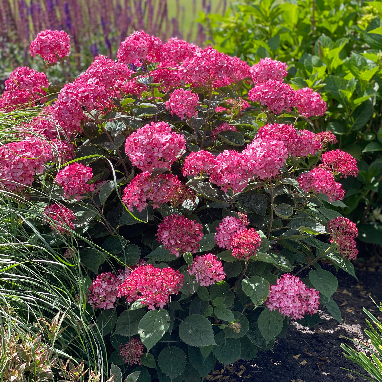 Hortensie 'Cloudi' Hortensie 'Cloudi'