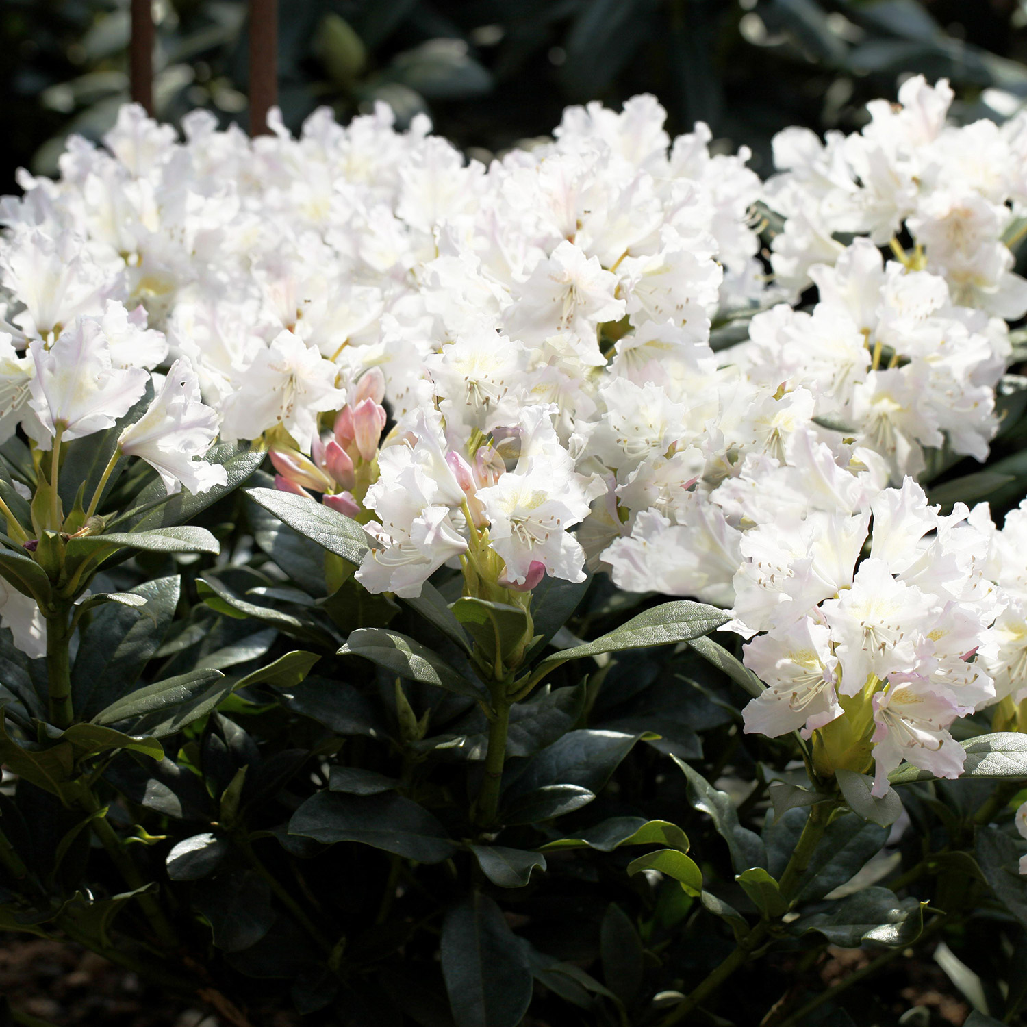 Rhododendron Hybride 'Cunninghams White' 5 Liter, 40 - 50 cm Liefergröße: 40 - 50 cm