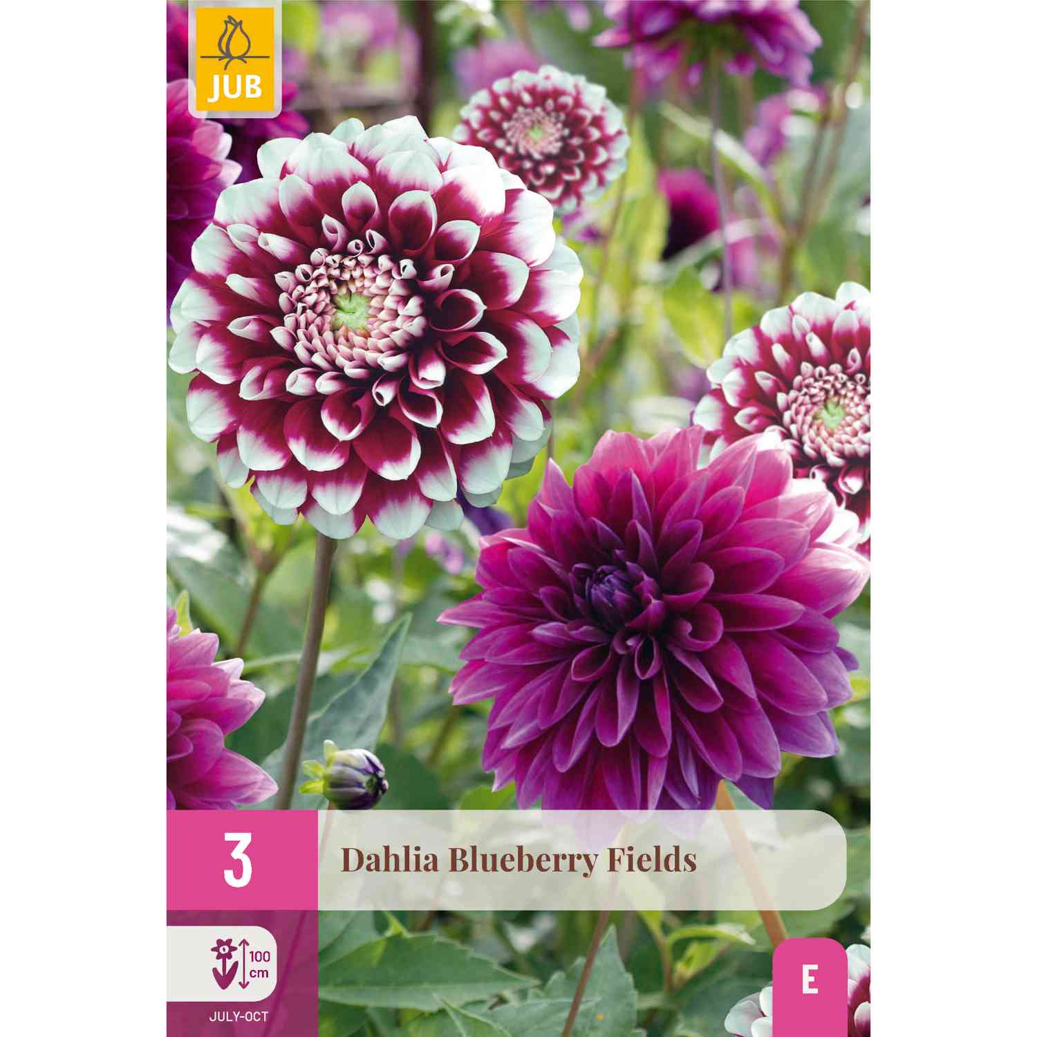 Dahlie 'Blueberry Fields' Mix