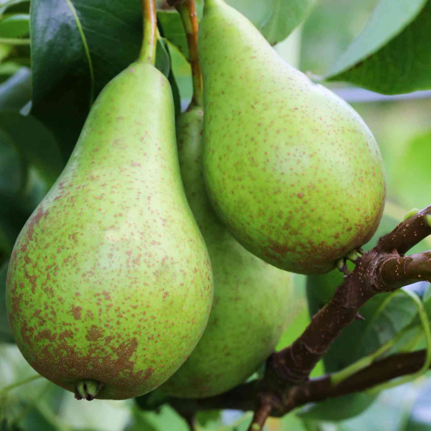 Selbstfruchtendes Birnen-Duo 'Conference®/Doyenne du Comice®' Selbstfruchtendes Birnen-Duo 'Conference®/Doyenne du Comice®'