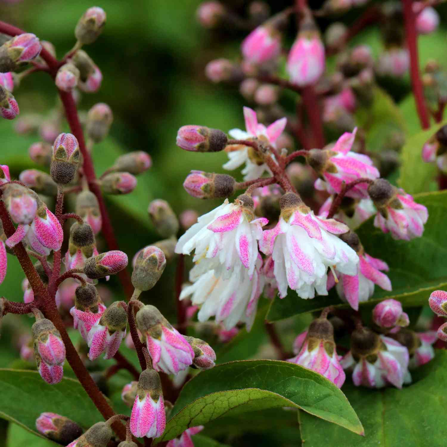 Sternchenstrauch 'Plena'