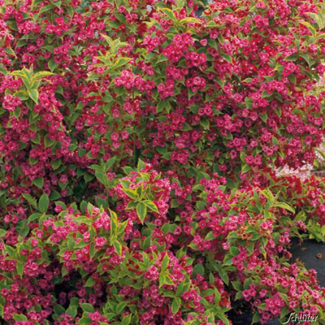 Weigelie 'Brigela' C5 60/80 Liefergröße: 60 - 80 cm