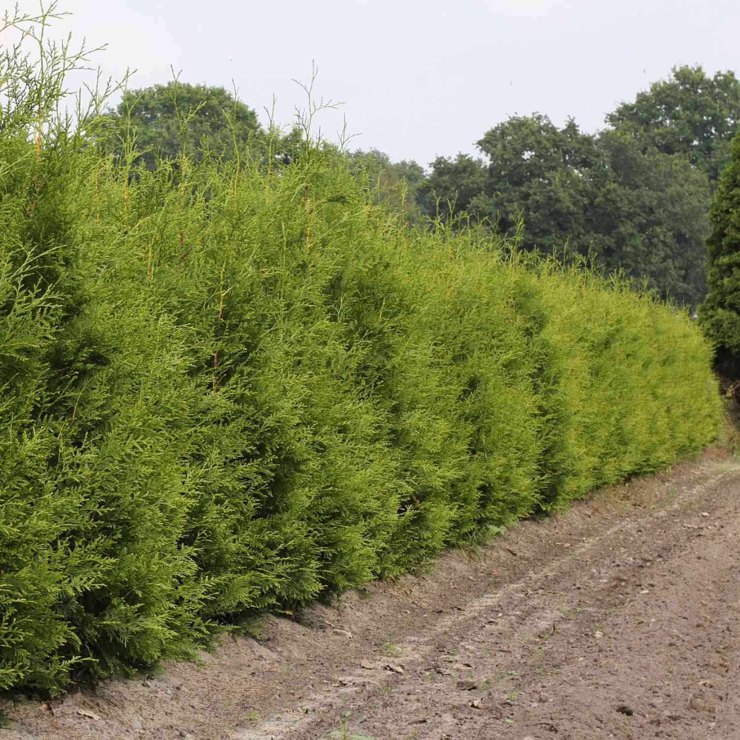 Lebensbaum - Thuja 'Brabant' Lebensbaum - Thuja 'Brabant'