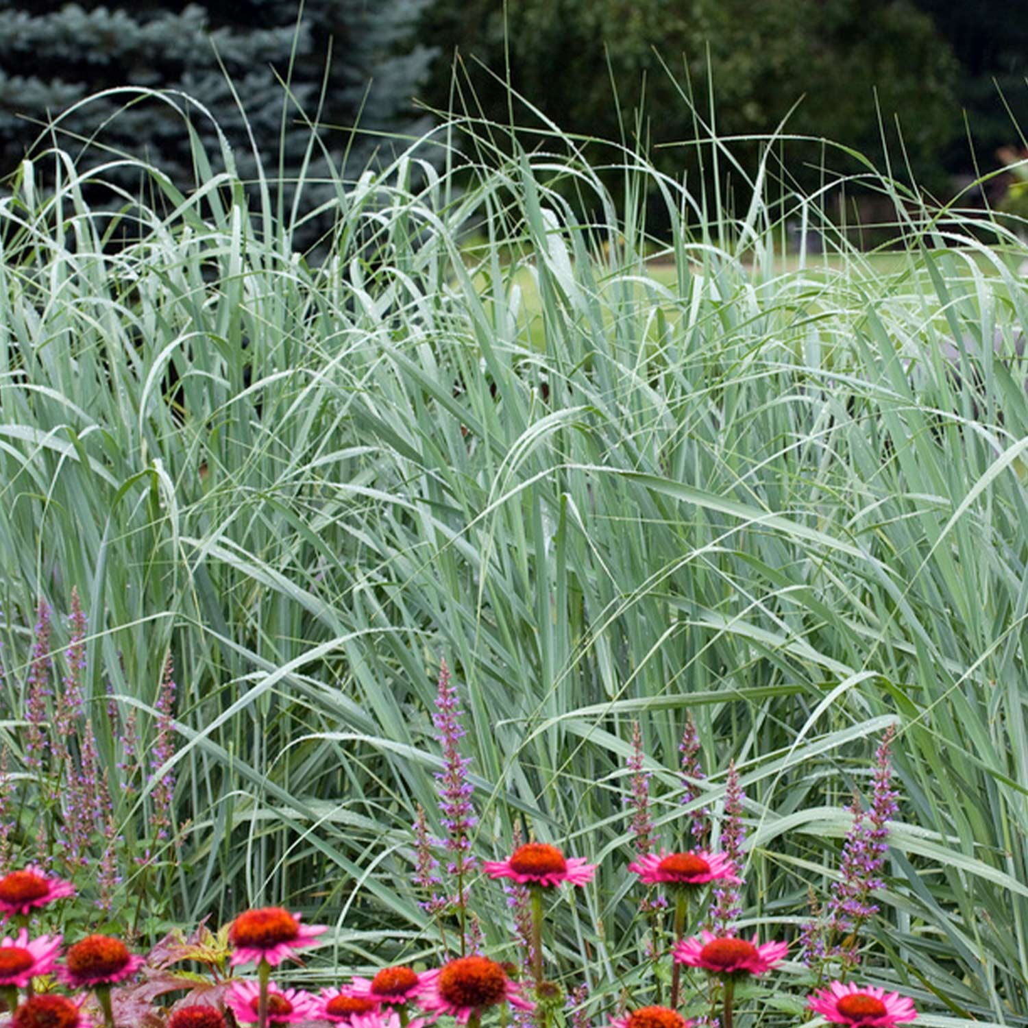 Rutenhirse 'Northwind'