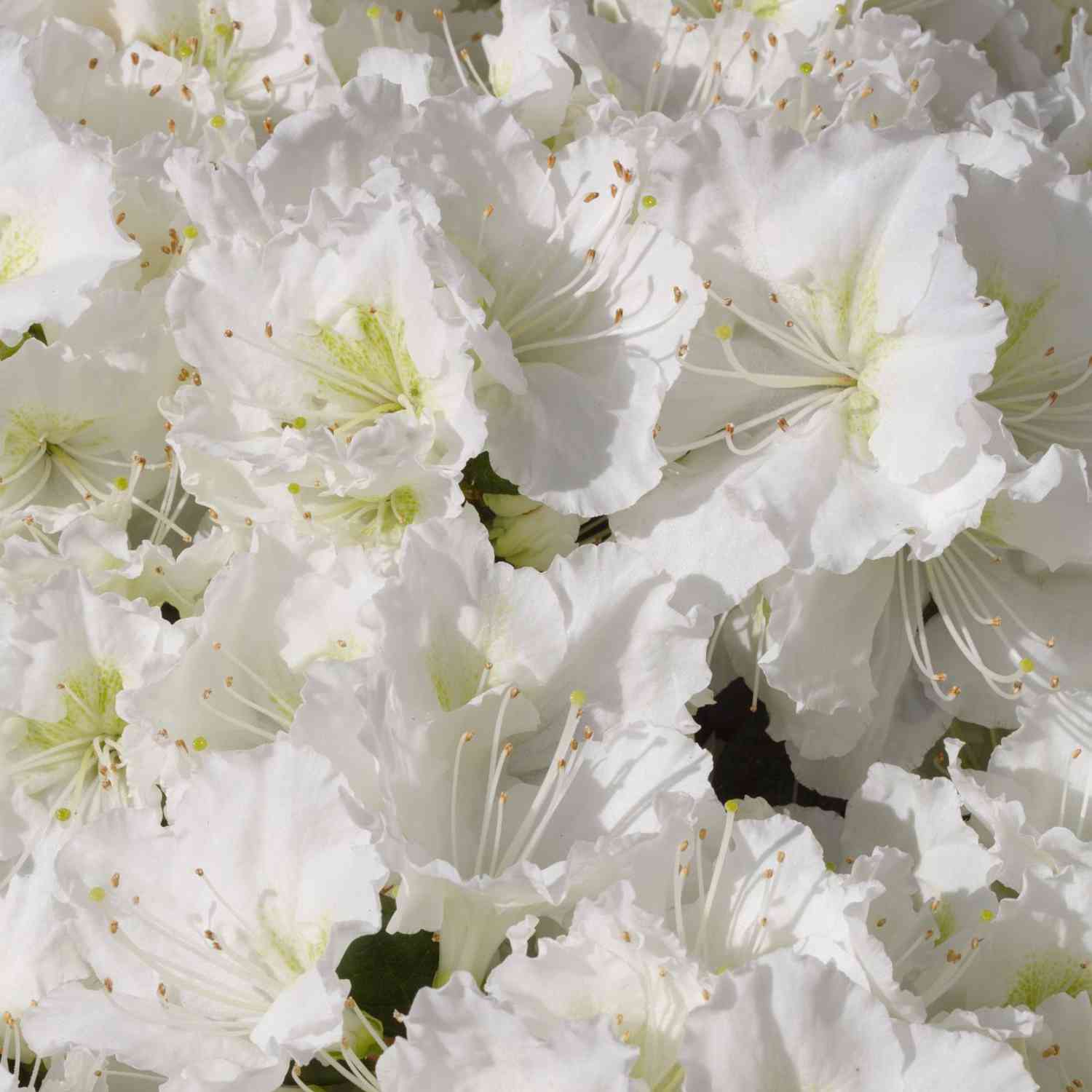 Japanische Azalee 'Maischnee'