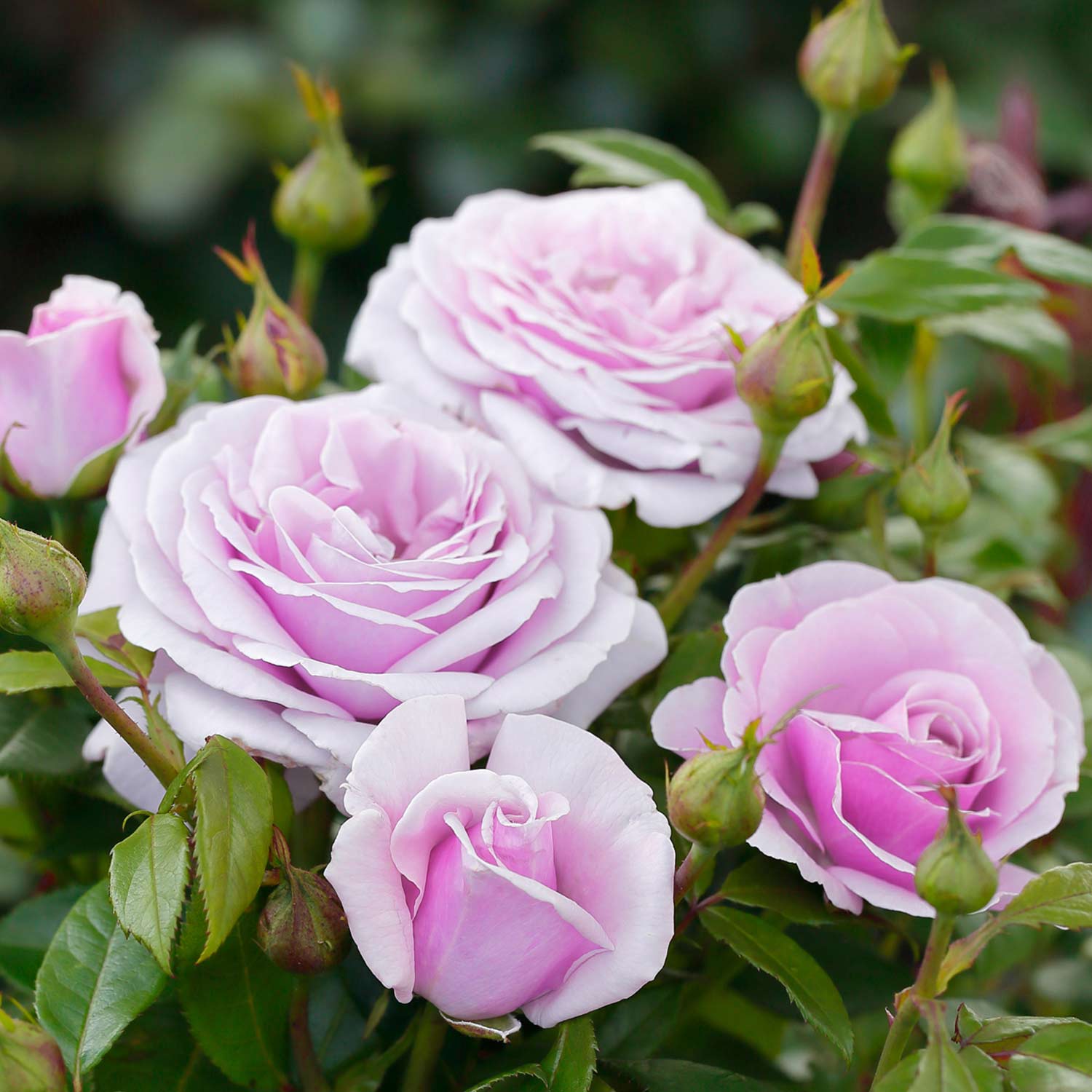 Edelrose 'Pacific Blue®', 5 Liter, A-Qualität, 3 starke Triebe Liefergröße: drei starke Triebe