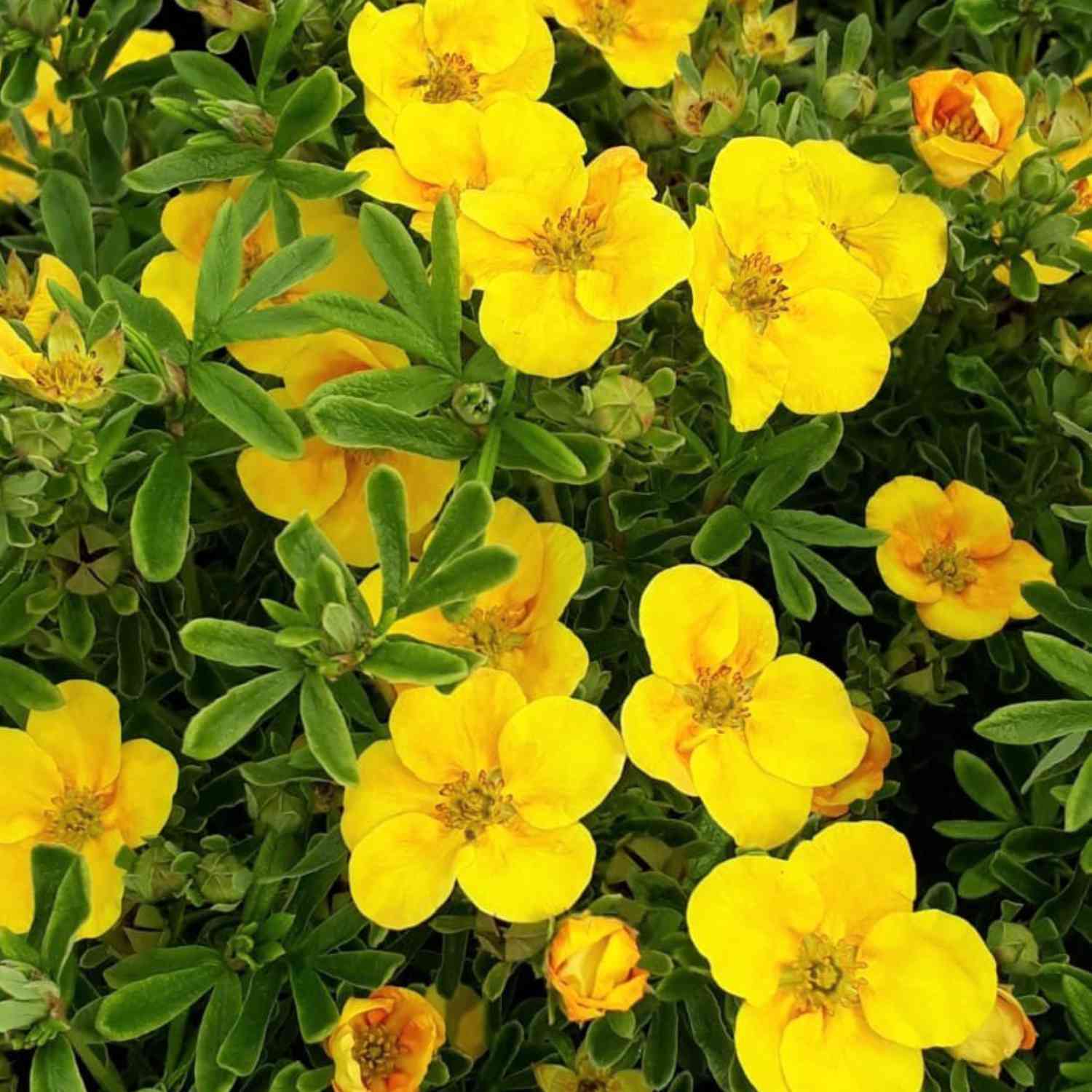 Fingerstrauch 'Mango Tango', 3 Liter, 30 - 40 cm