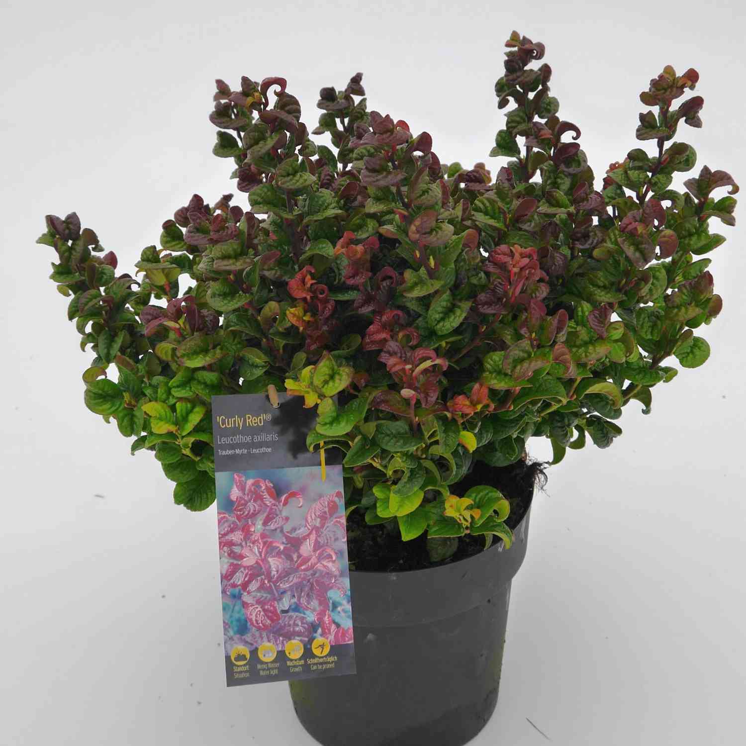 Traubenheide 'Curly Red®'