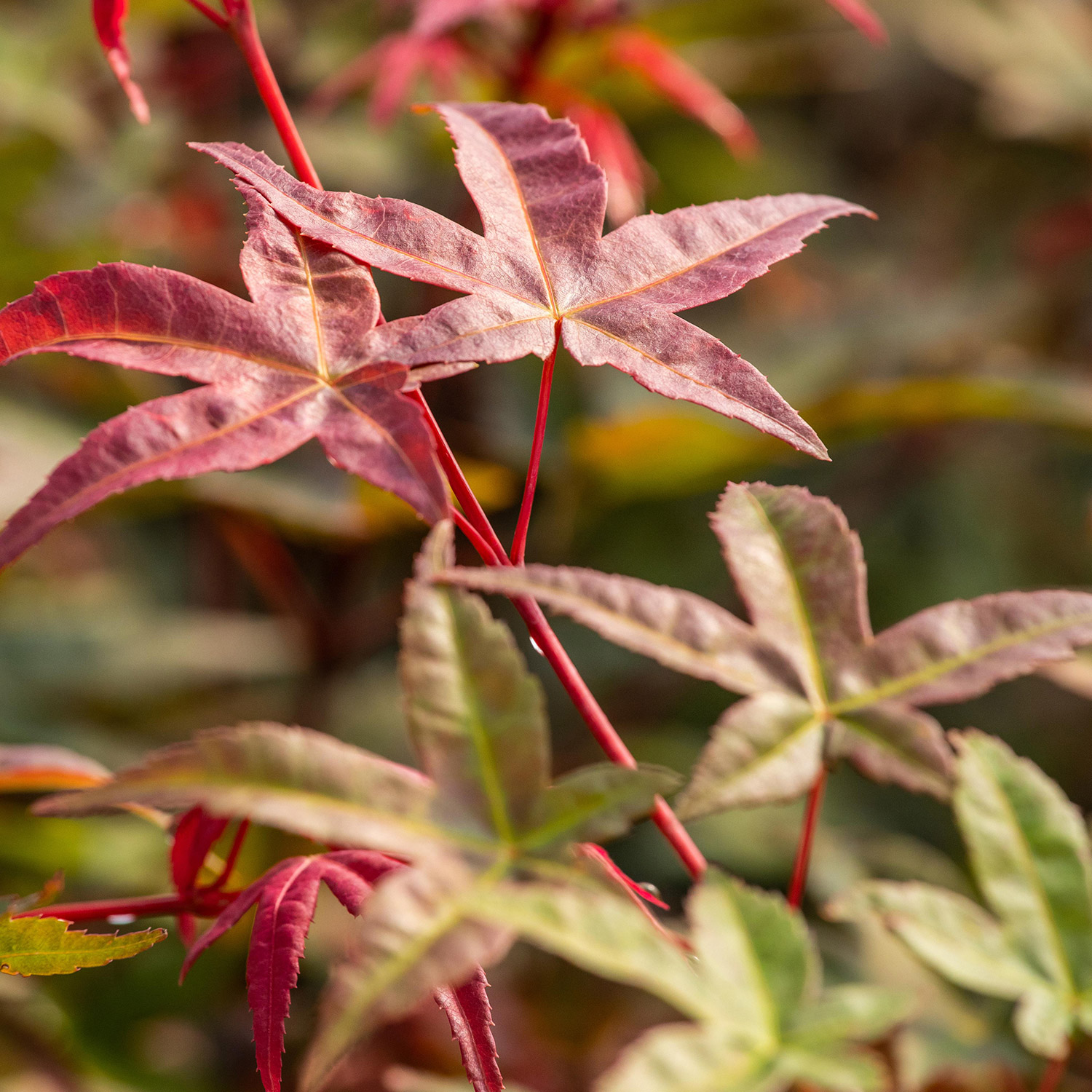 Fächerahorn 'Beni-Maiko'