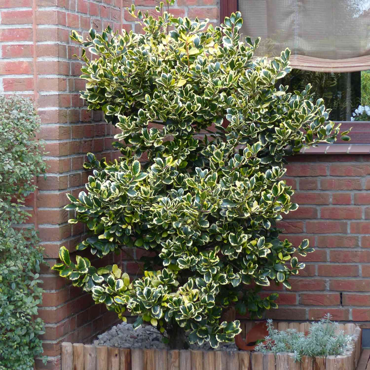 Gelbbunte Stechpalme 'Golden King'