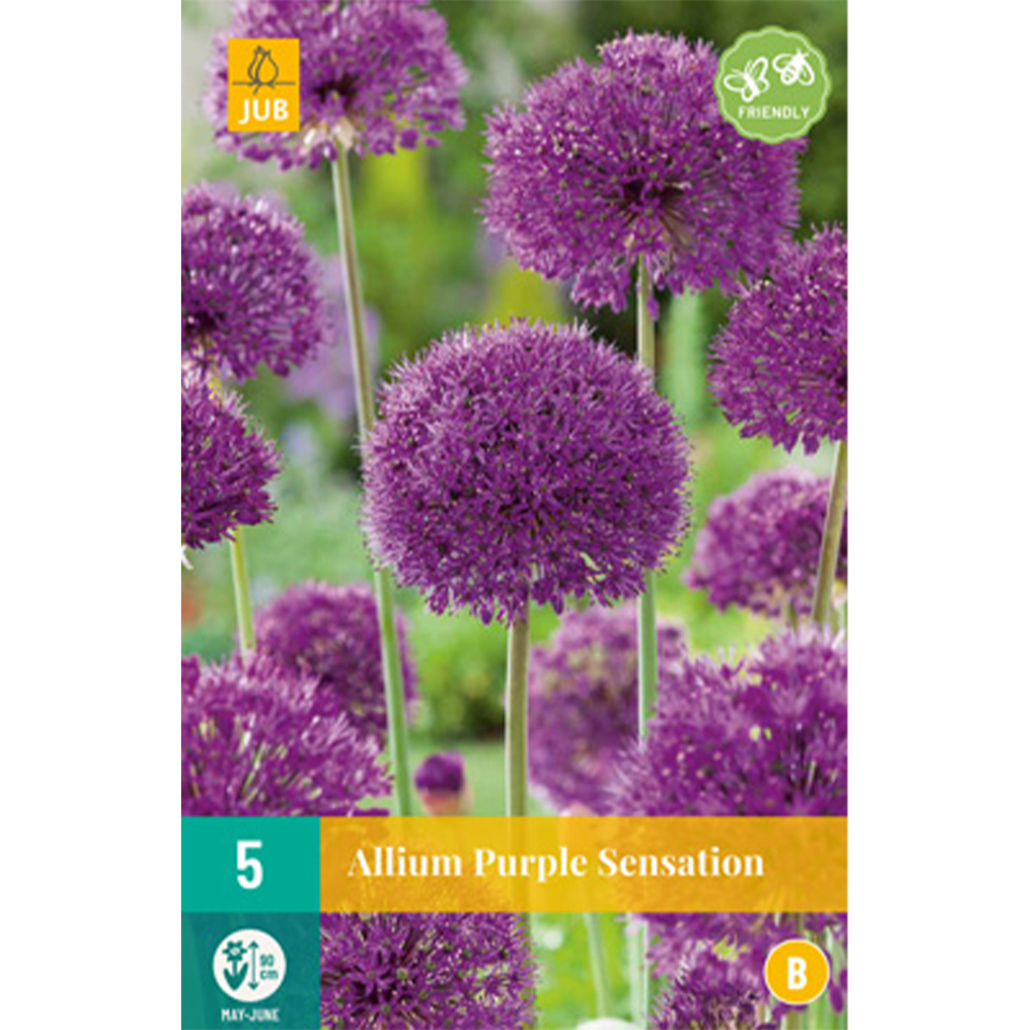 Allium 'Purple Sensation' (Iranlauch) - 5 Stück Liefergröße: Zwiebelgröße 12/14