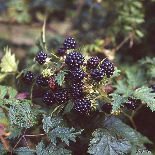 Brombeere 'Loch Ness®' (dornenlos)