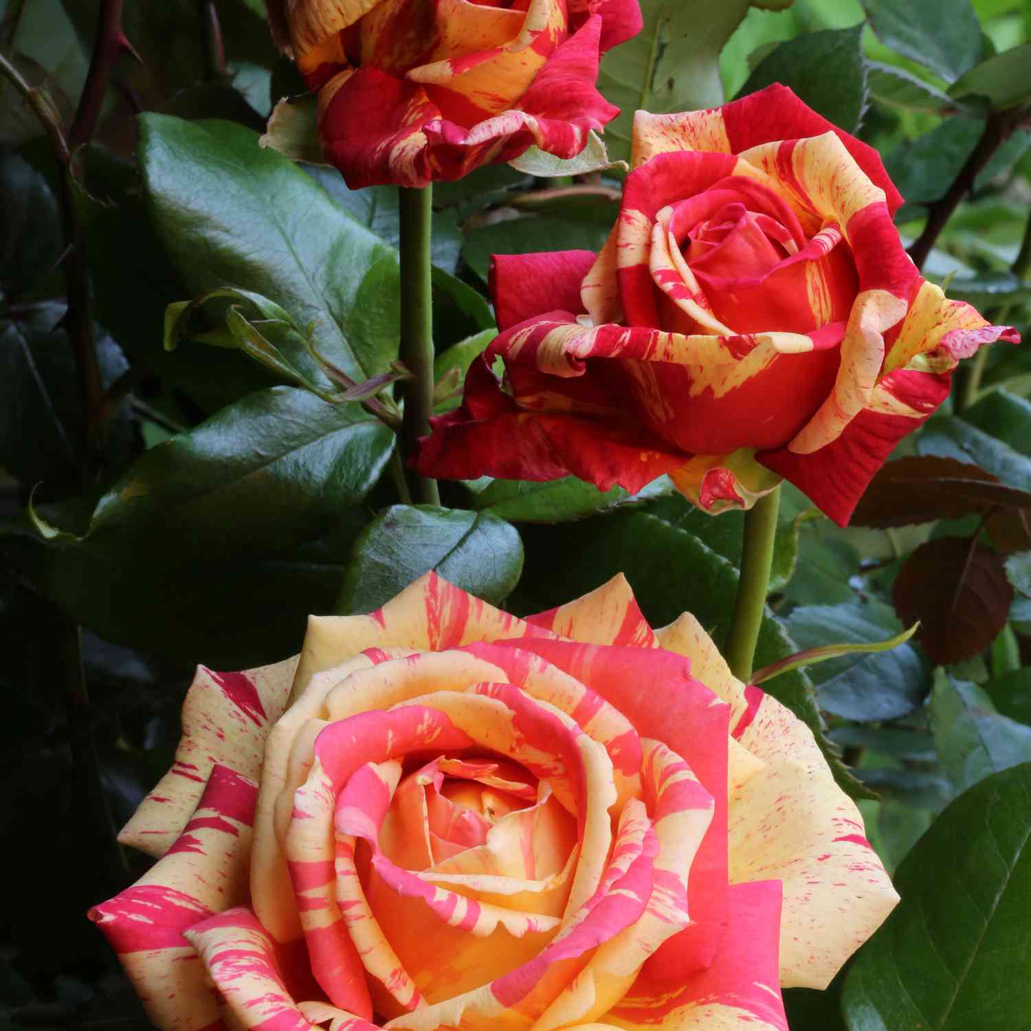Duftende Malerrose 'Broceliande'