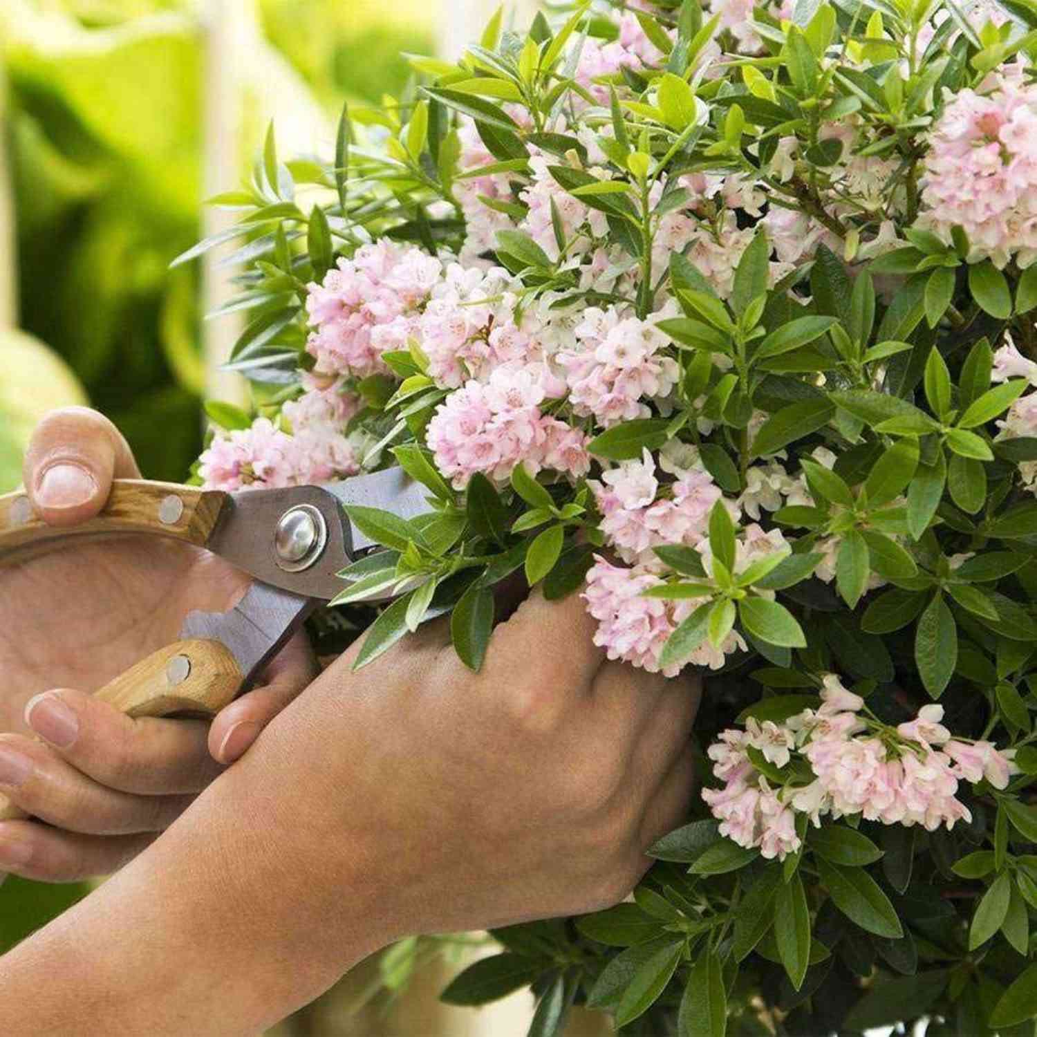Rhododendron Nugget by 'Bloombux®' - der blühende Buchsbaumersatz