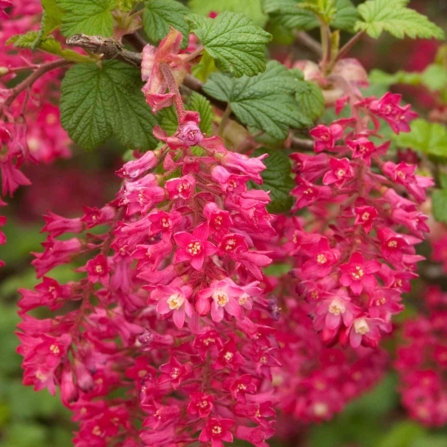 Blutjohannisbeere 'King Edward VII'