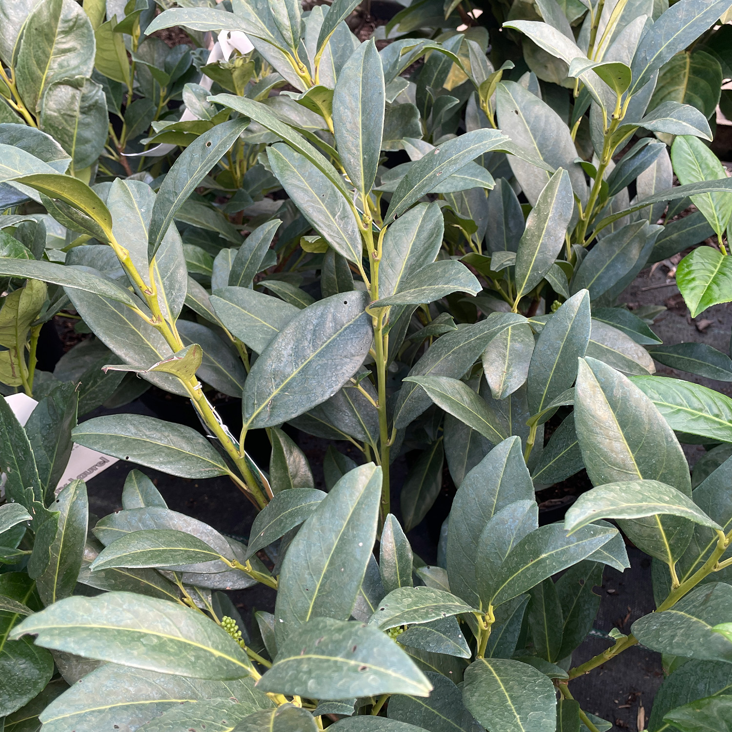 Kirschlorbeer 'Herbergii' Kirschlorbeer 'Herbergii'