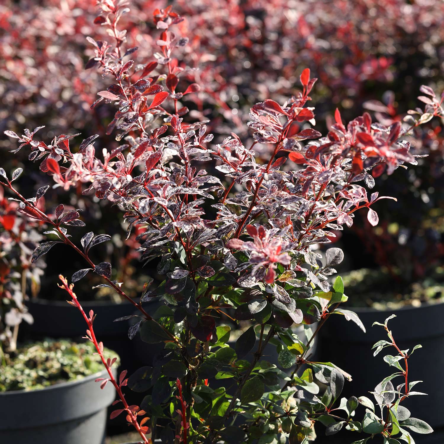 Berberitze 'Pink Bird®' C3 30 - 40 cm Liefergröße: 30 - 40 cm