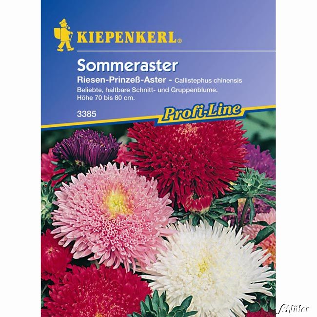 Sommeraster 'Prinzess-Mischung' Lieferform: Portionssaatgut