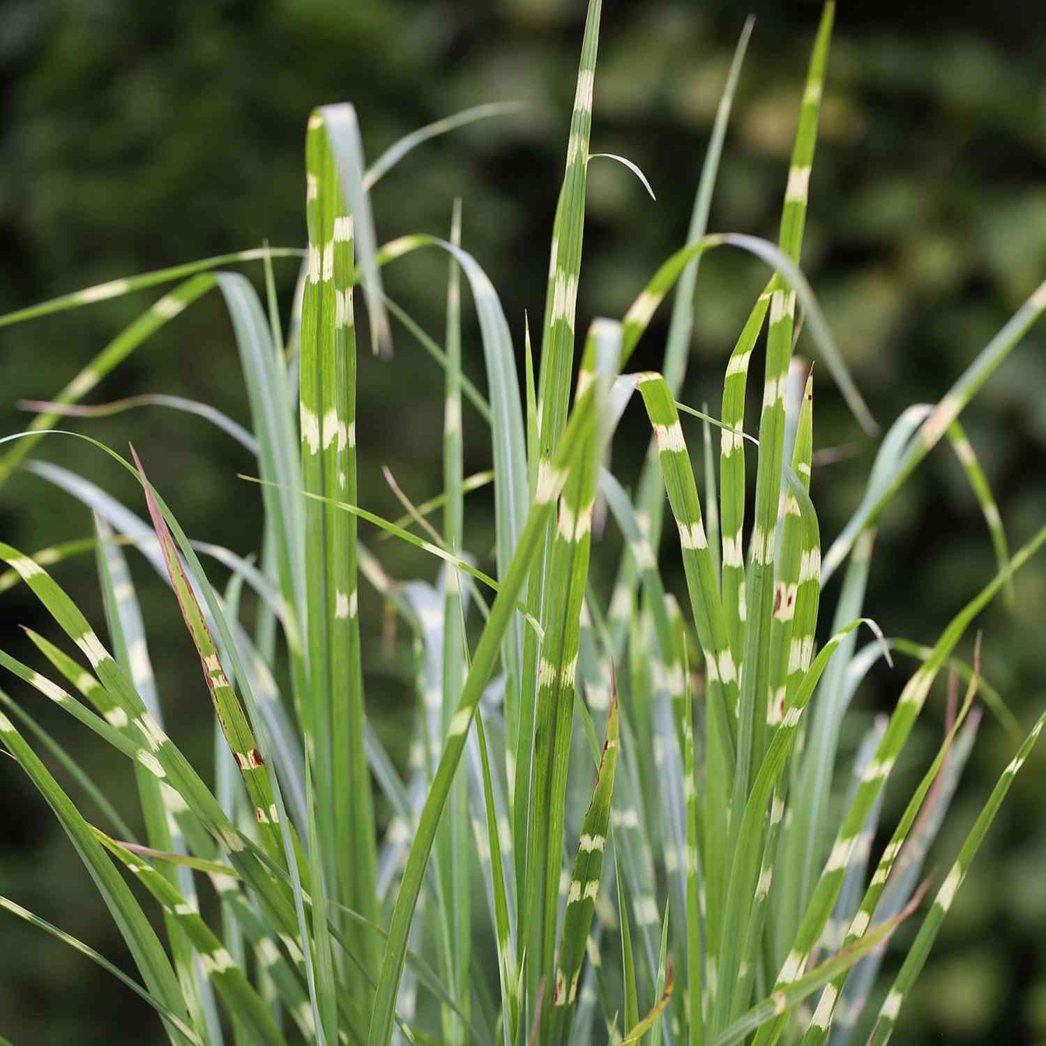 Zebraschilf 'Strictus' Zebraschilf 'Strictus'