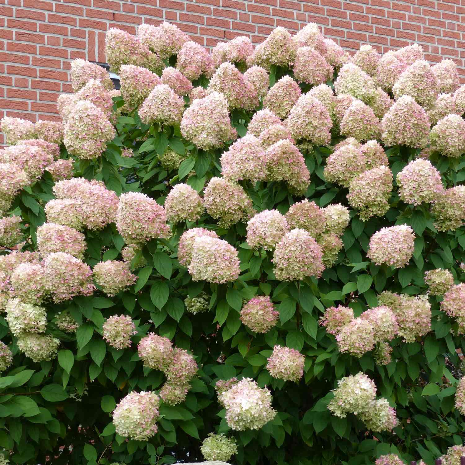 Rispenhortensie 'Limelight' Rispenhortensie 'Limelight'