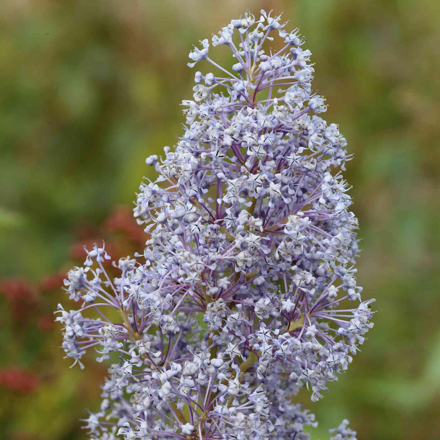 Säckelblume 'Gloire de Versailles'