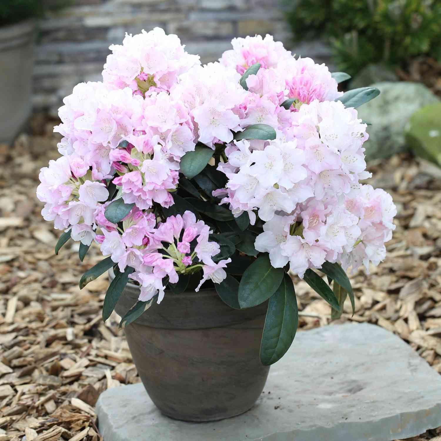Ball-Rhododendron 'Schneekrone'