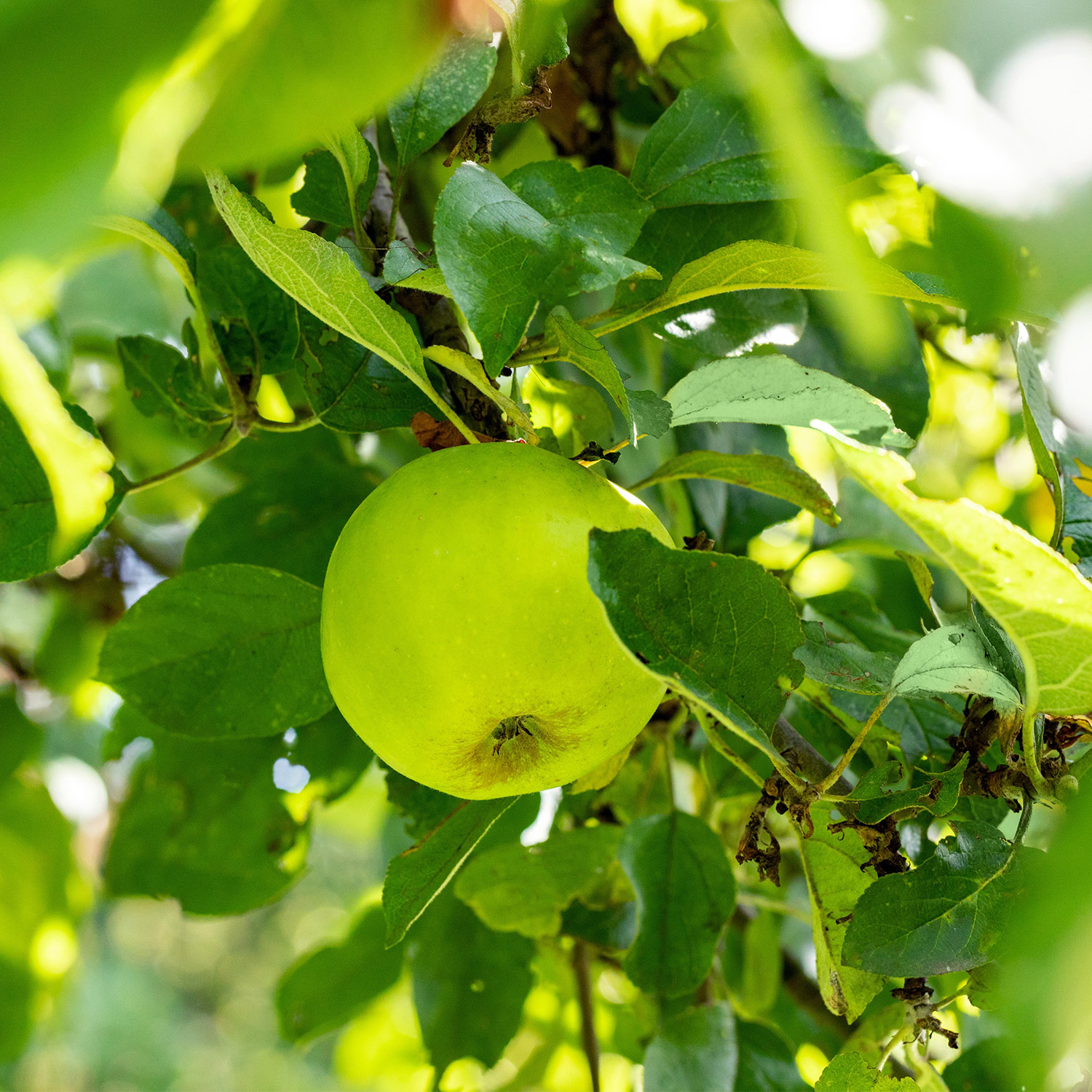 Herbstapfel 'Seestermüher Zitronenapfel'