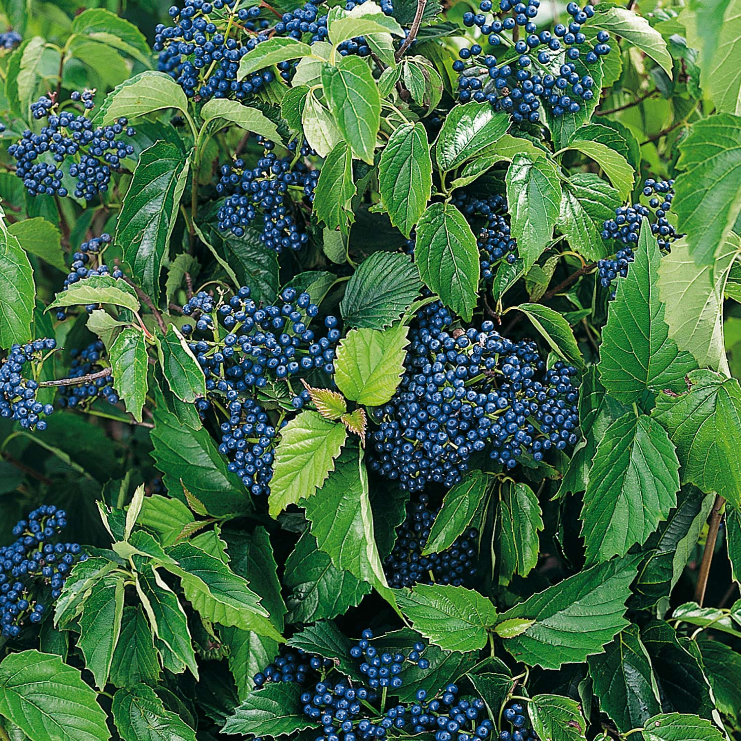 Gezähnter Schneeball 'Blue Muffin®' Liefergröße: 60 - 80 cm