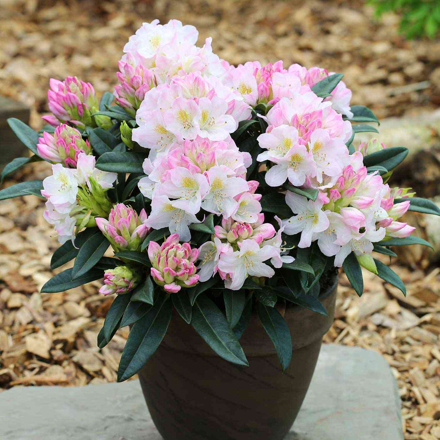 Rhododendron 'Brigitte'