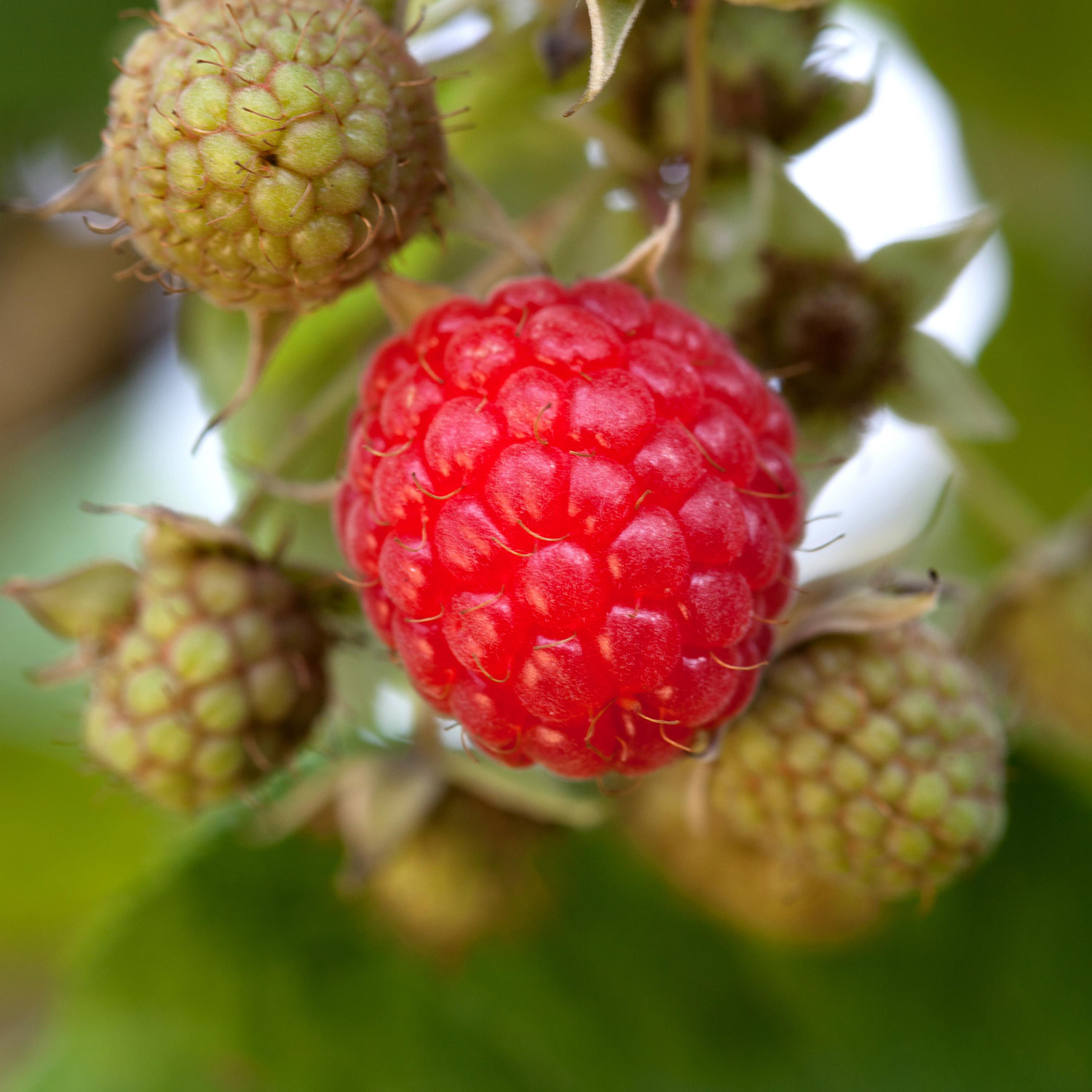 Beeren - Himbeere 'Héritage' Lieferform: Im 2 Liter Topf - Rubus idaeus 'Héritage'