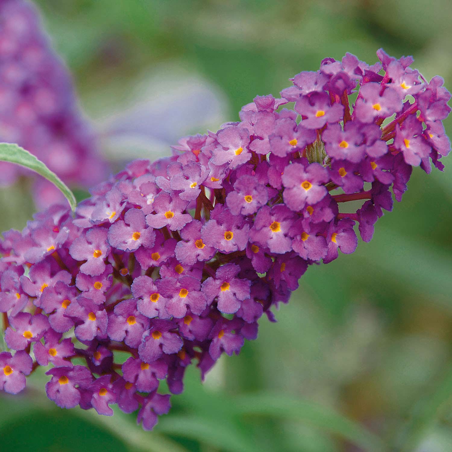 Zwerg-Sommerflieder 'Buzz Pink Purple' Lieferform: Im 3 Liter Topf