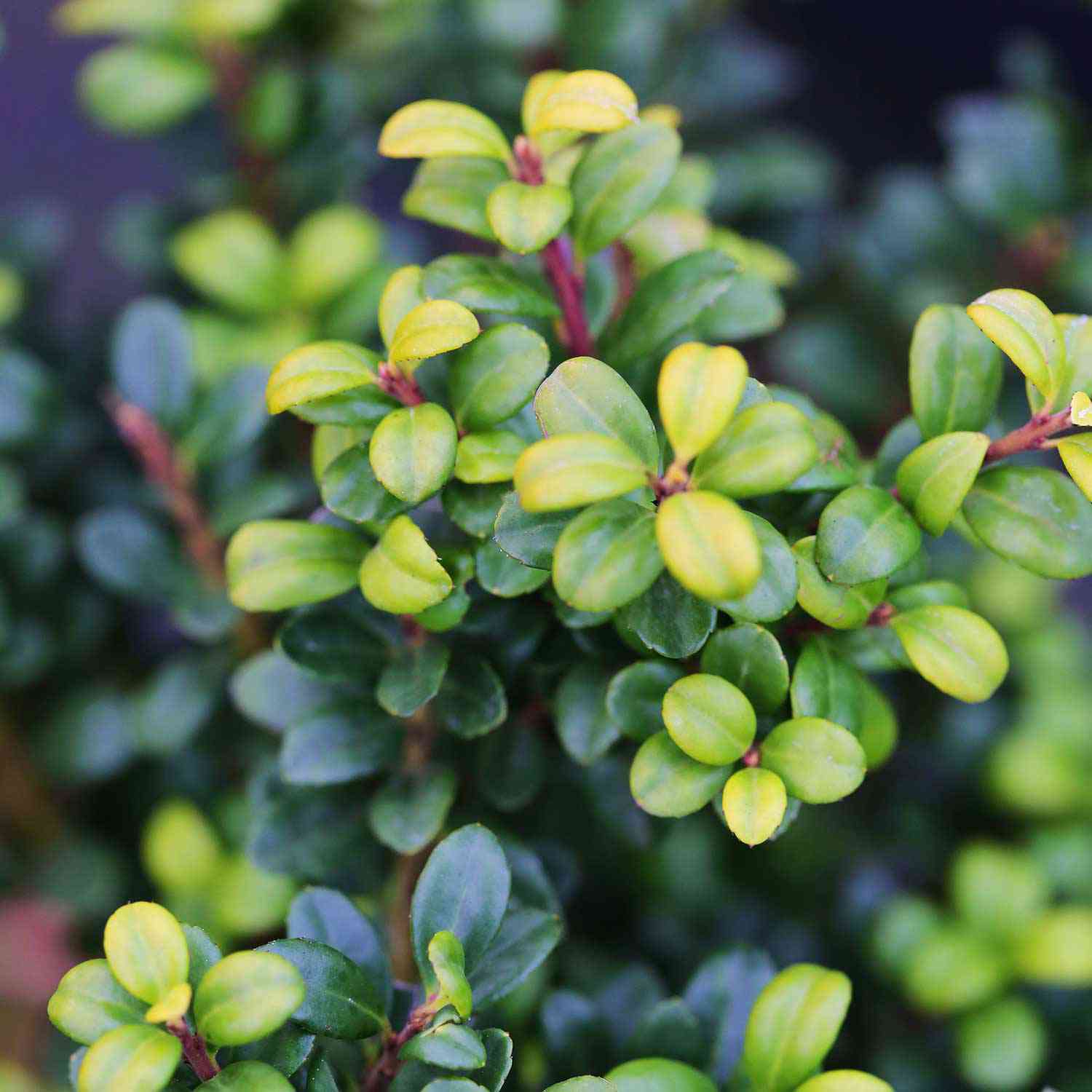 Niedriger Berg-Ilex 'Stokes'