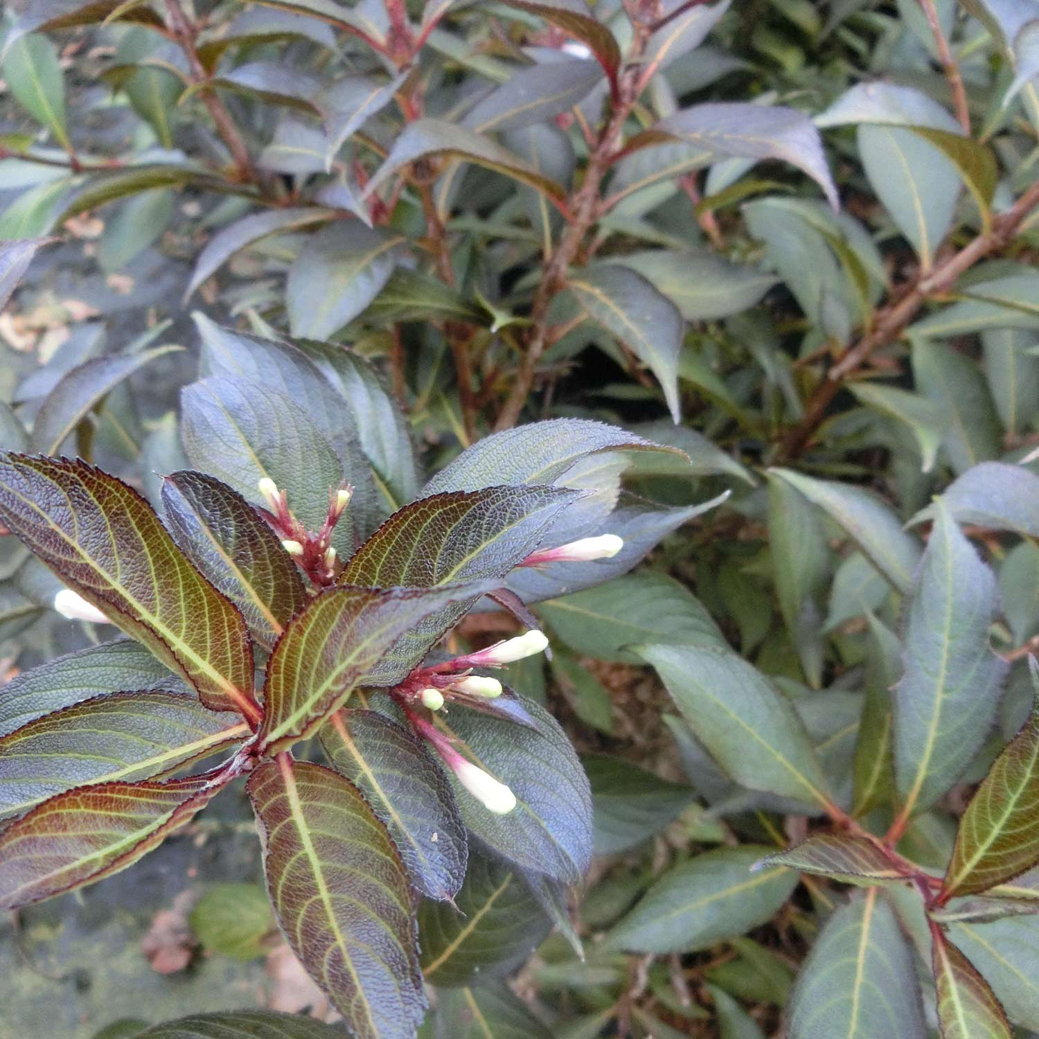 Zwerg-Weigelie 'Black & White®' Zwerg-Weigelie 'Black & White®'