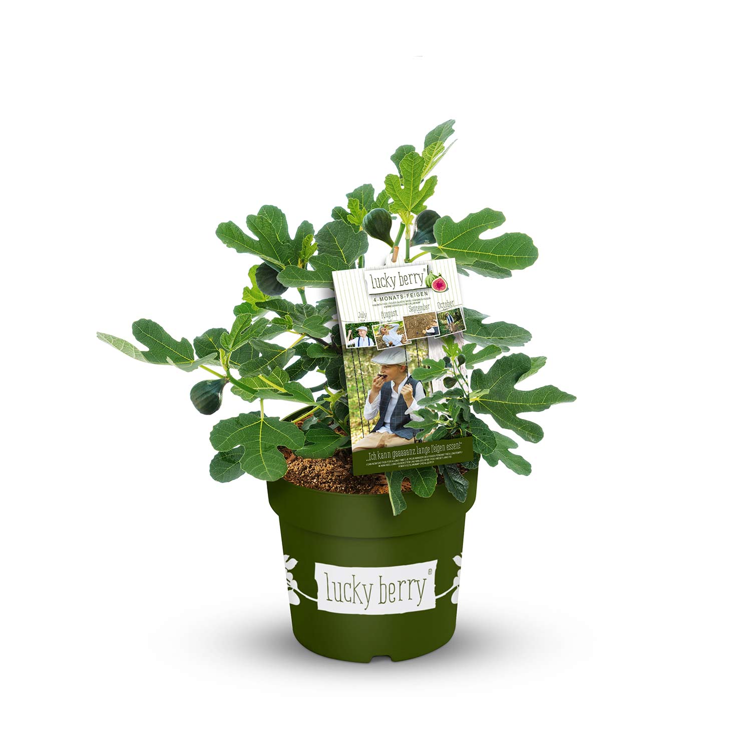Feige 'Lucky Berry®' Liefergröße: 30 - 40 cm