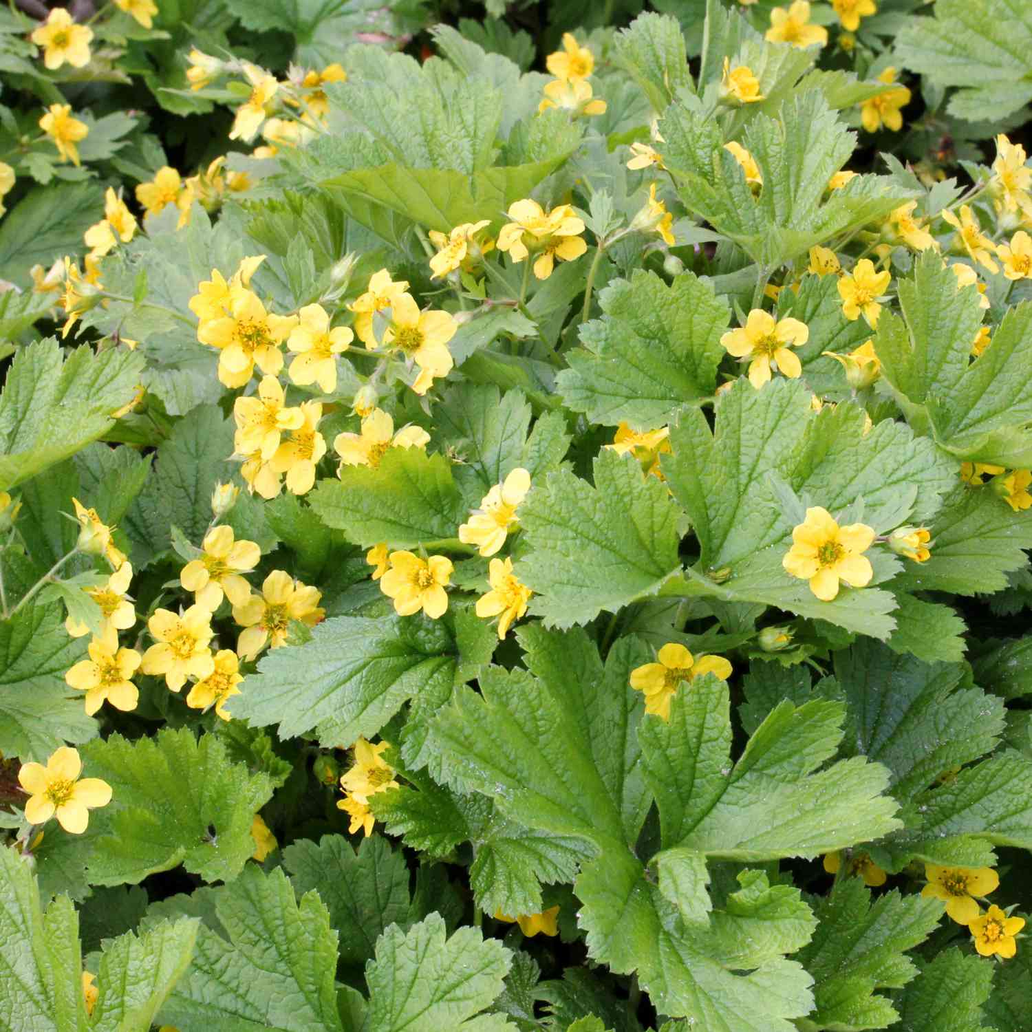 Teppich-Golderdbeere / Waldsteinie
