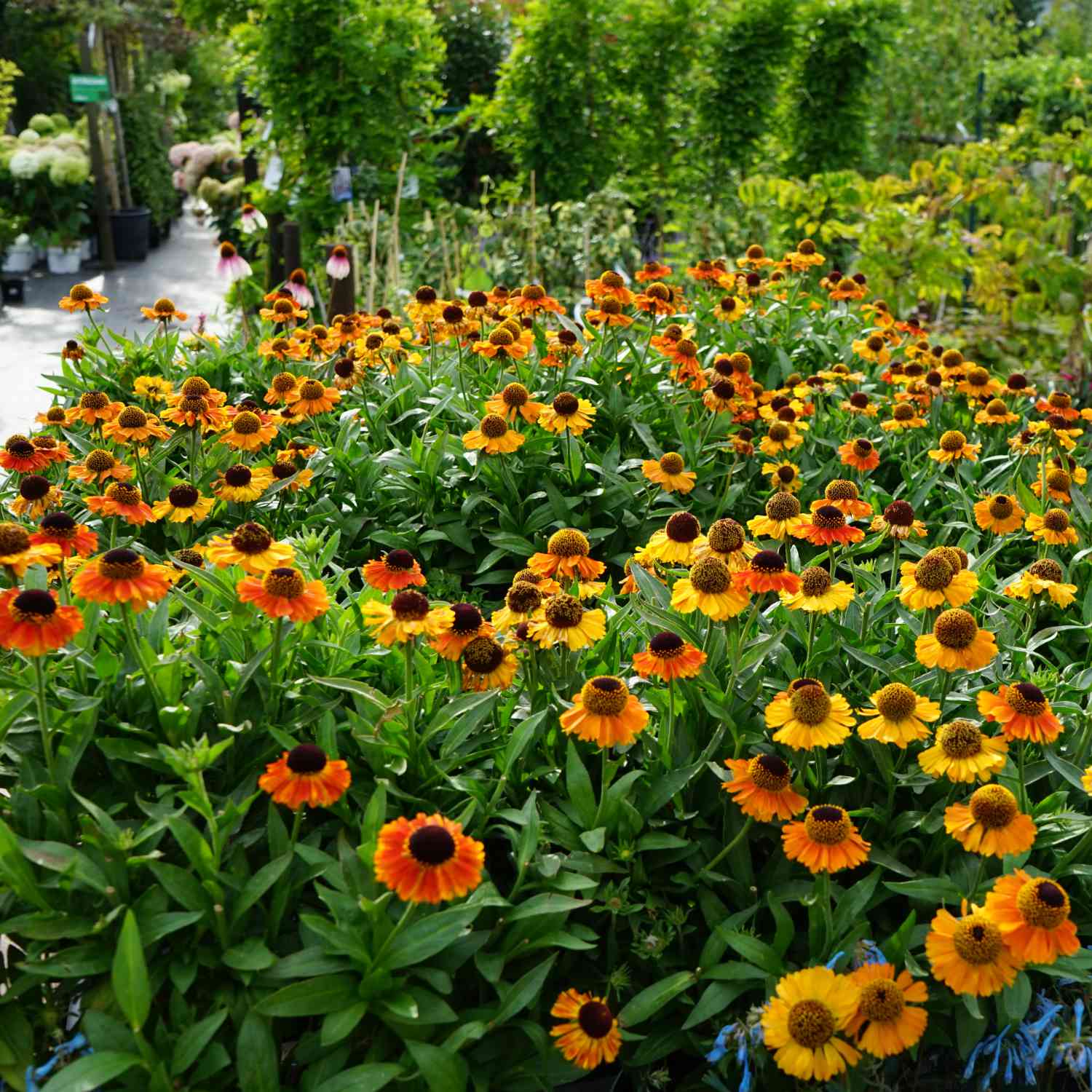 Sonnenbraut 'Short'n Sassy' Sonnenbraut 'Short'n Sassy'