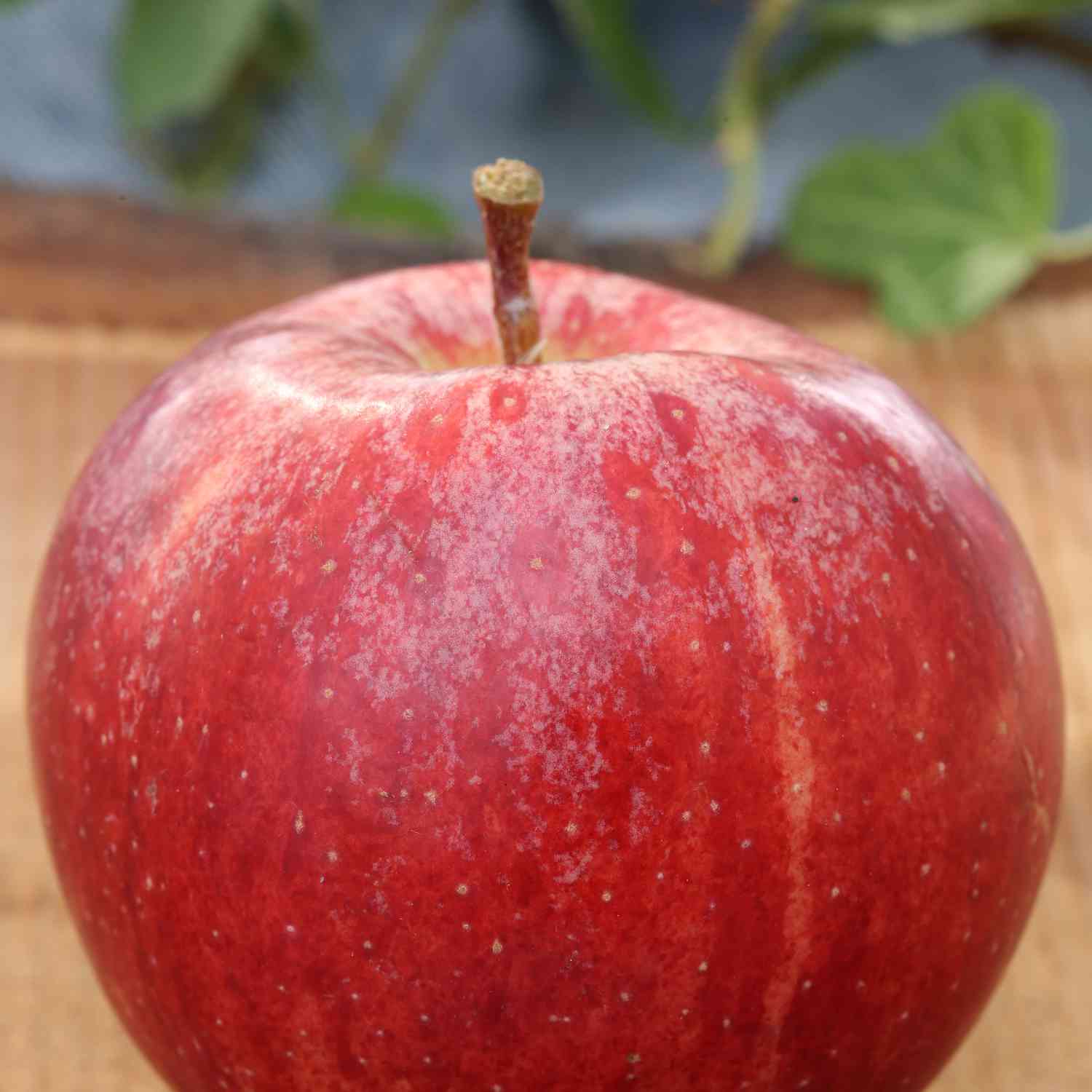 Apfel 'Gala' Apfel 'Gala'