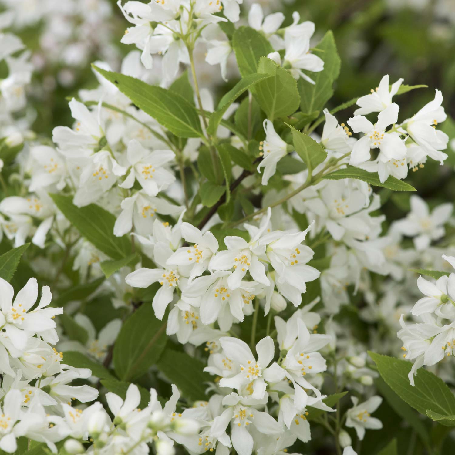 Maiblumenstrauch 'Yuki Snowflake®' C3 30 - 40 cm Liefergröße: 30-40 cm