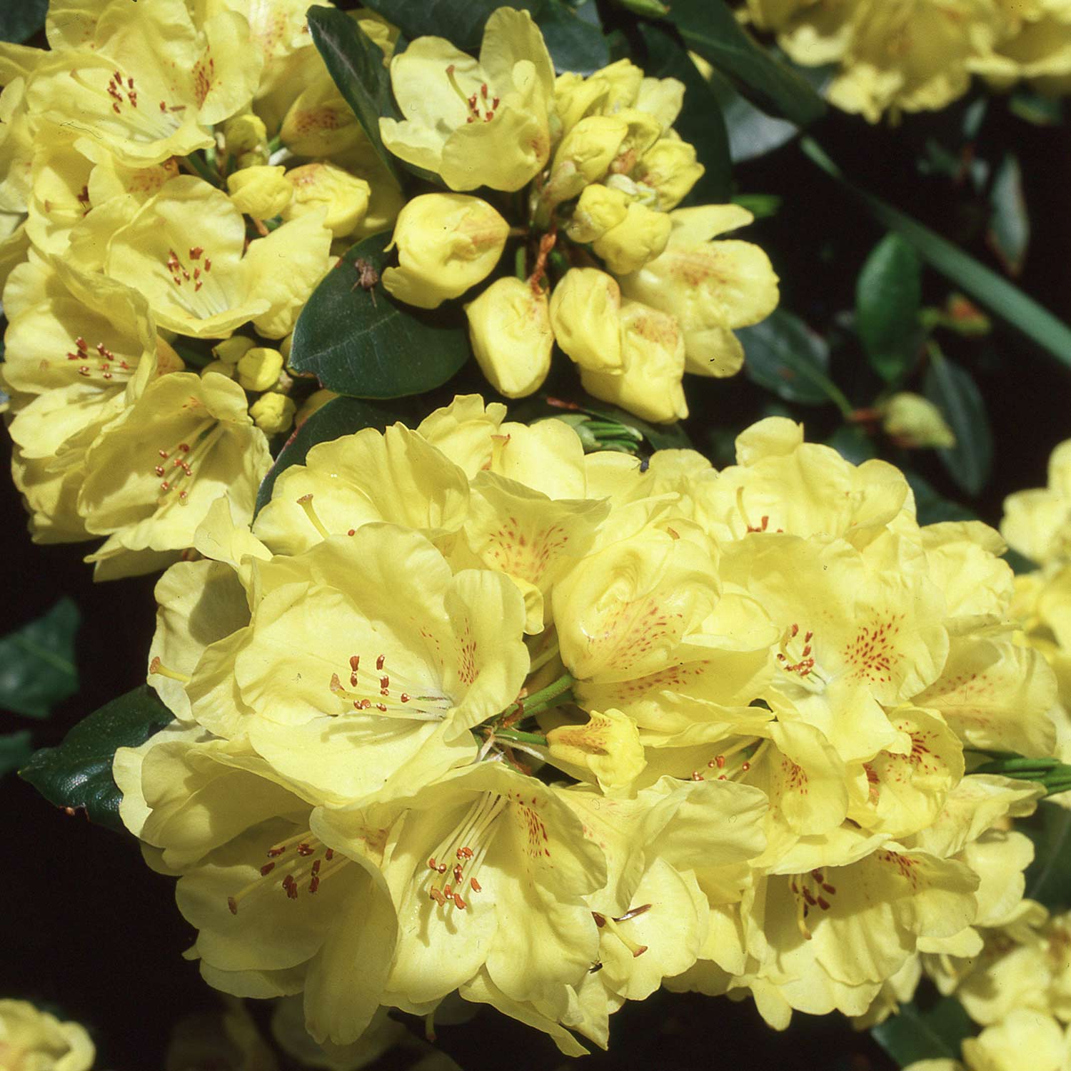 Rhododendron 'Goldinetta®' Container, 30-40 cm - Easydendron® Liefergröße: 30-40 cm