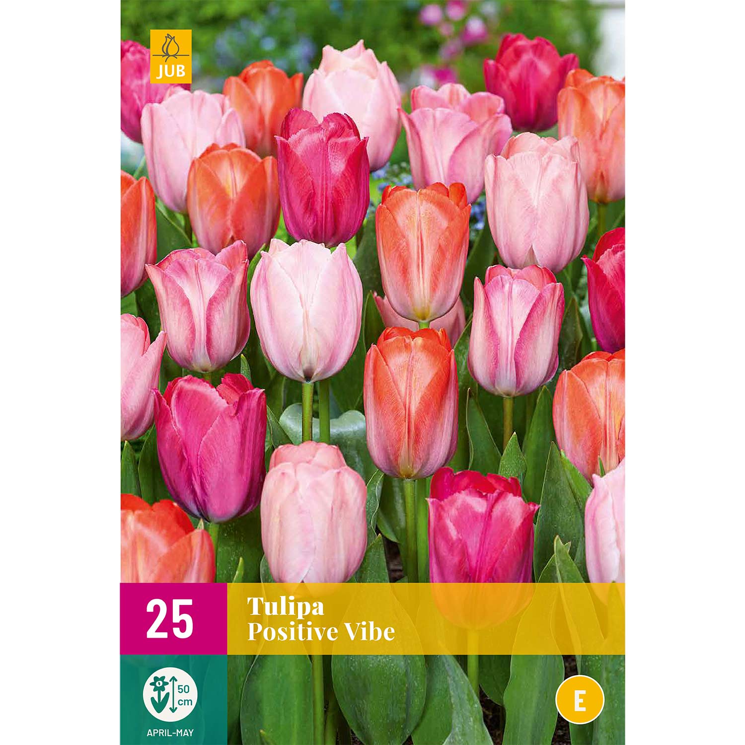 Triumph-Tulpen Mix 'Positive Vibe®' - 20 Stück Liefergröße: Zwiebelgröße 11/12