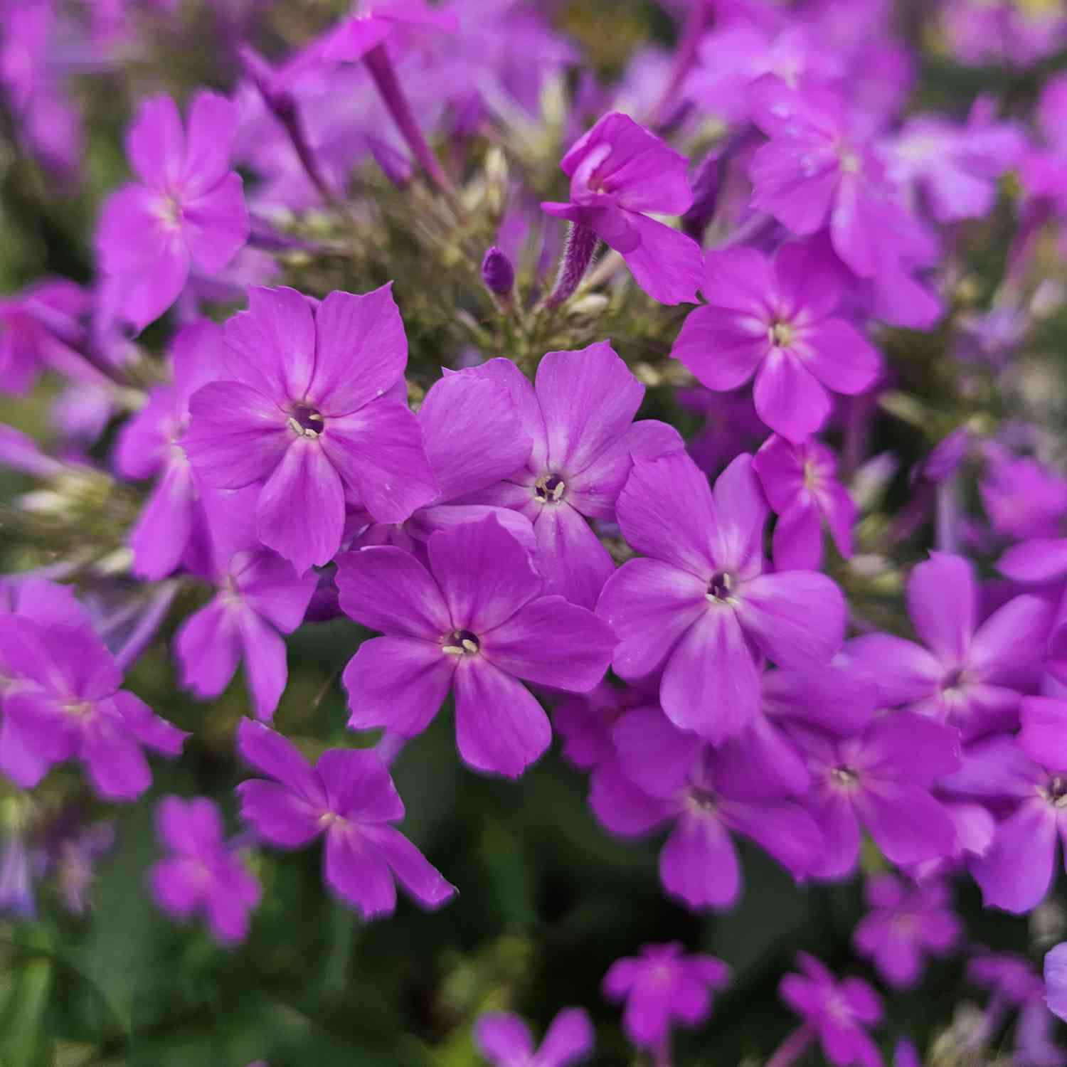 Edelphlox 'Queen Paola' Edelphlox 'Queen Paola'