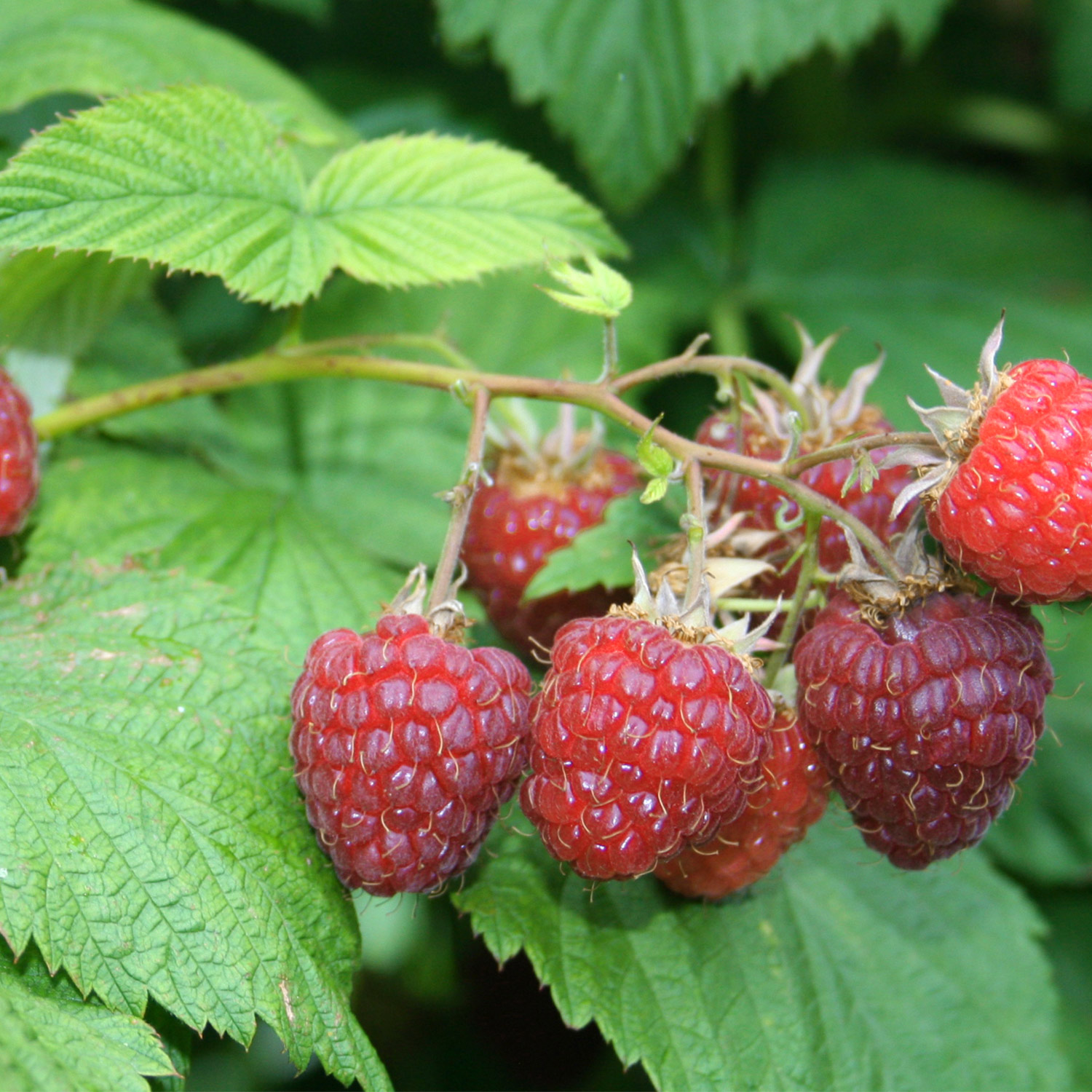 Sommerhimbeere 'Sanibelle®'