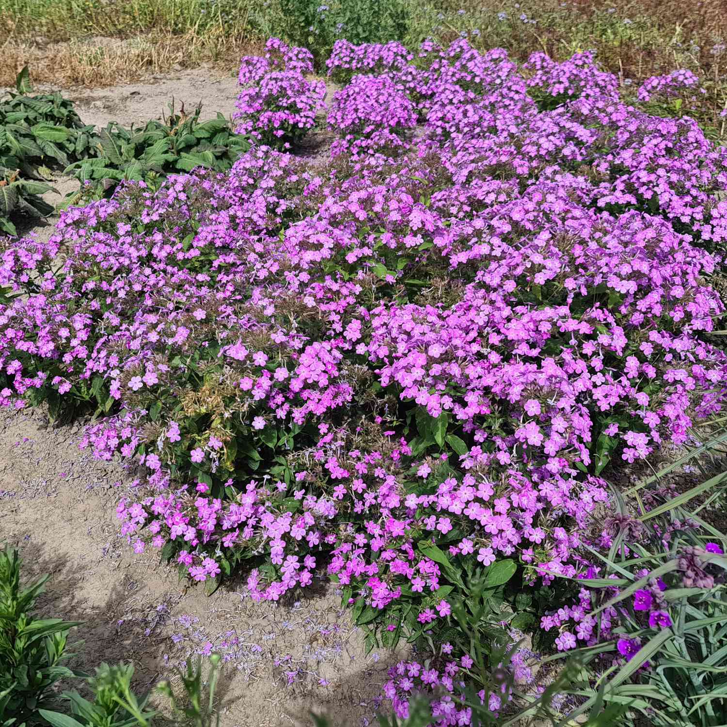 Stauden - Edelphlox 'Queen Paola' Lieferform: Im 0,5 Liter Topf - Phlox paniculata 'Queen Paola'