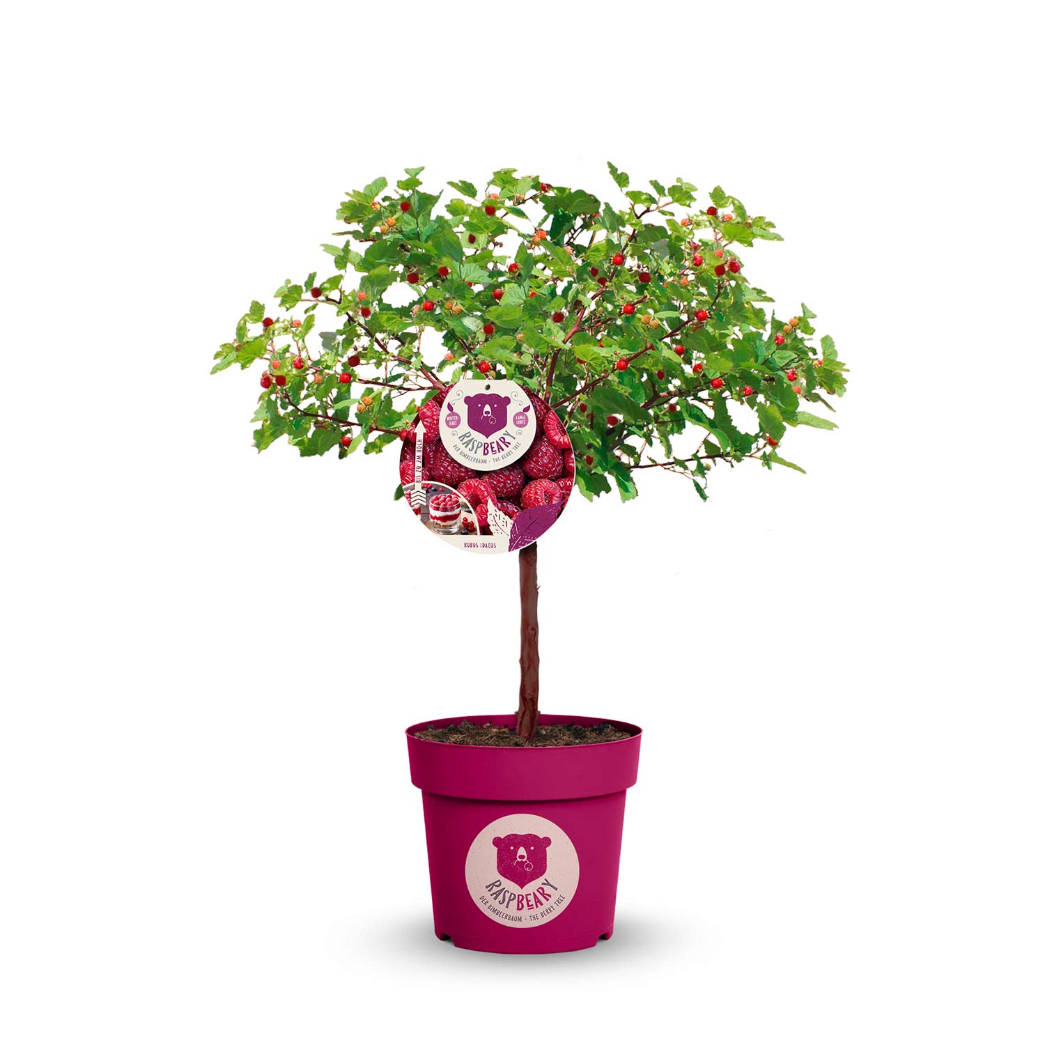 Himbeer-Stamm 'Raspbeary®' Liefergröße: 40 - 50 cm Stamm