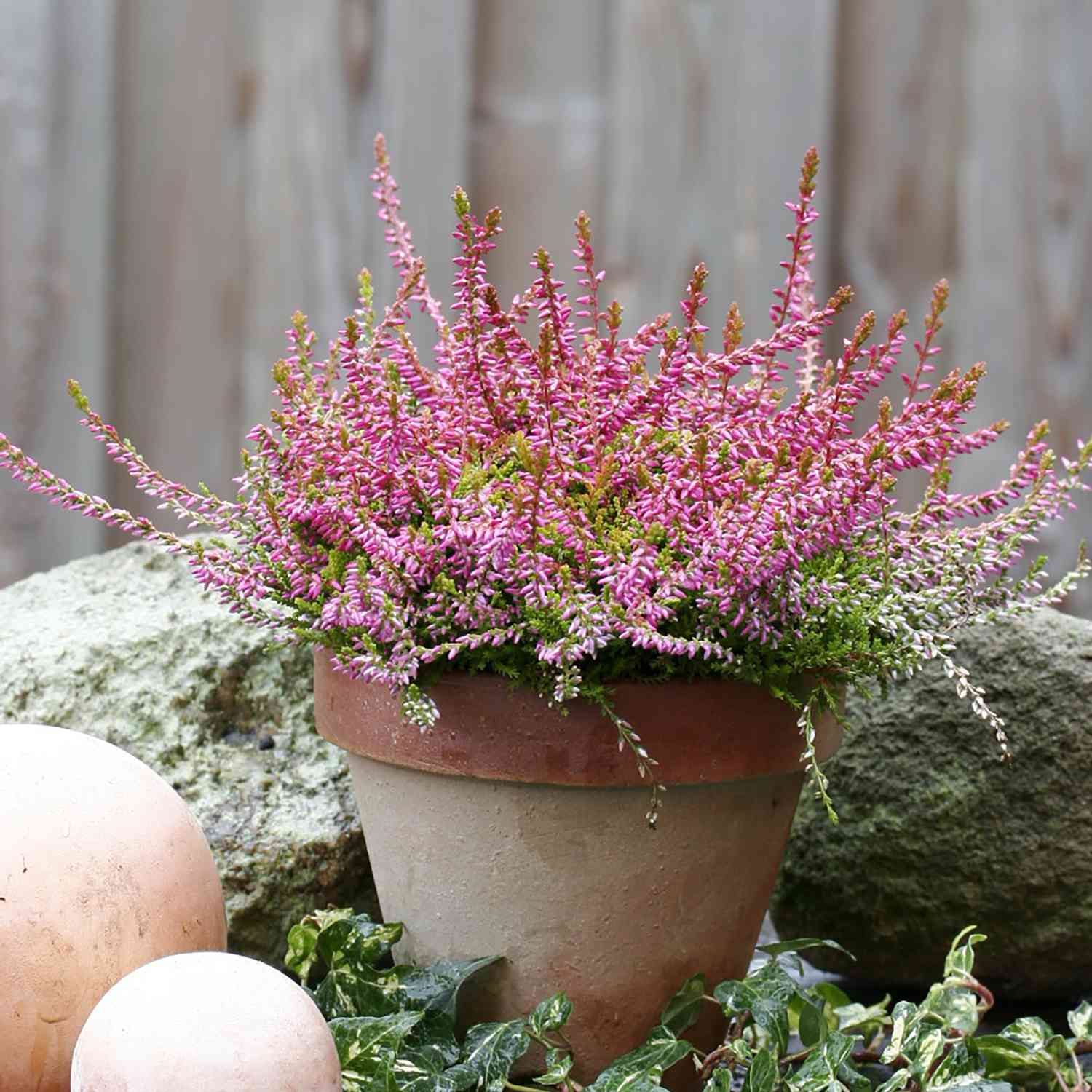 Knospenheide 'Bonita' (Garden Girls®)