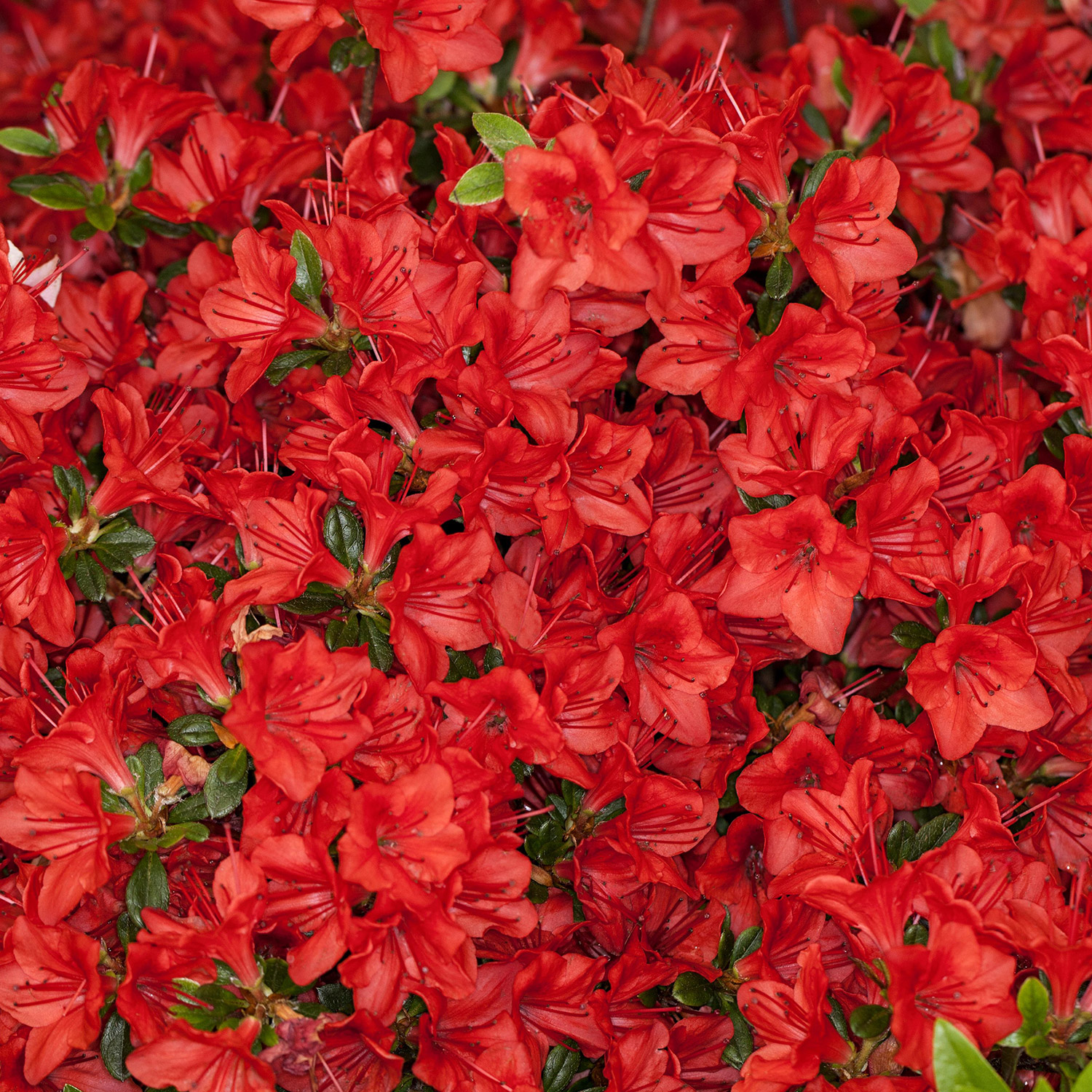 Kategorie <b>Blütensträucher und Ziergehölze </b> - Japanische Azalee 'Hot Shot Variegated' Liefergröße: 20 - 25 cm - Rhododendron obtusum 'Hot Shot Variegated'